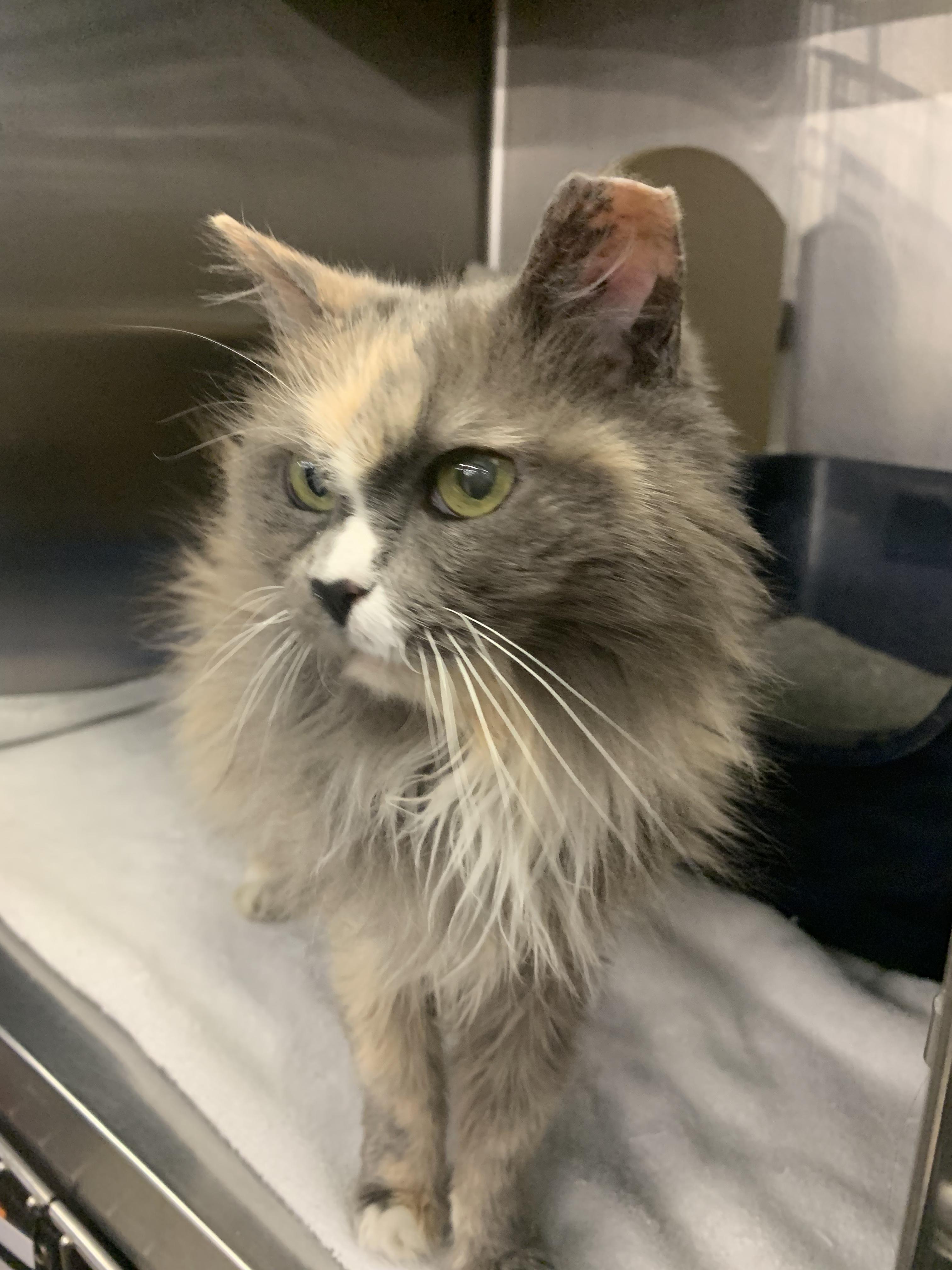 Enlarge Miss Honey, a ADOPTABLE Domestic Long Hair in Mechanicsburg, PA image 3/3