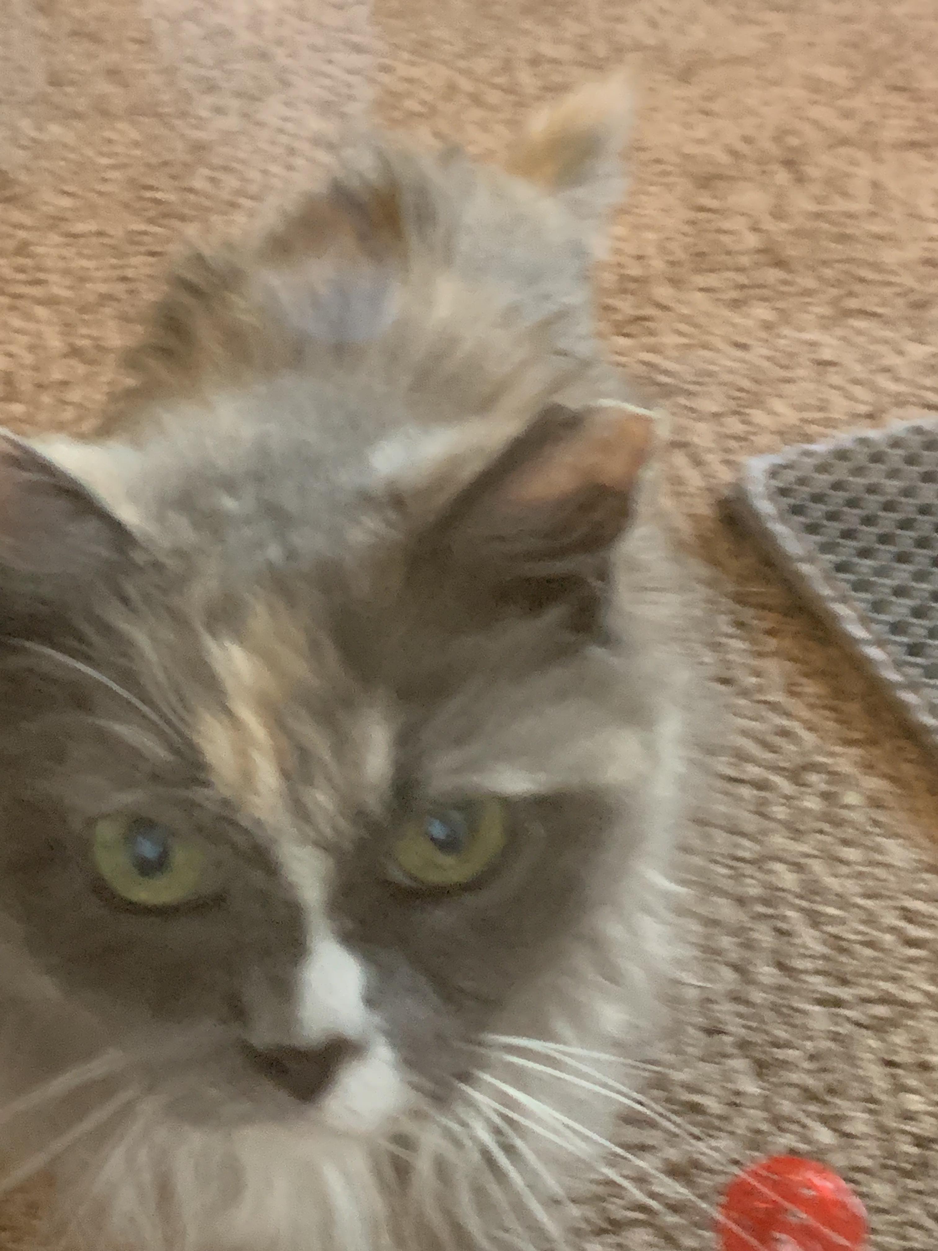 Miss Honey, ADOPTABLE, Senior Female Domestic Long Hair.