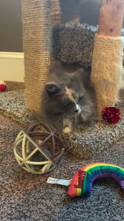 Enlarge Miss Honey, a ADOPTABLE Domestic Long Hair in Mechanicsburg, PA video 2/3