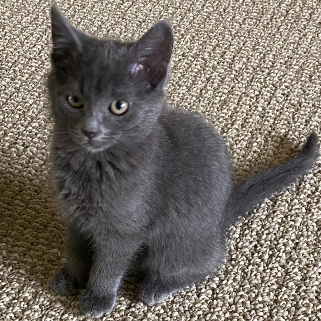 Daffodil, Adoptable, Kitten Female Domestic Short Hair.