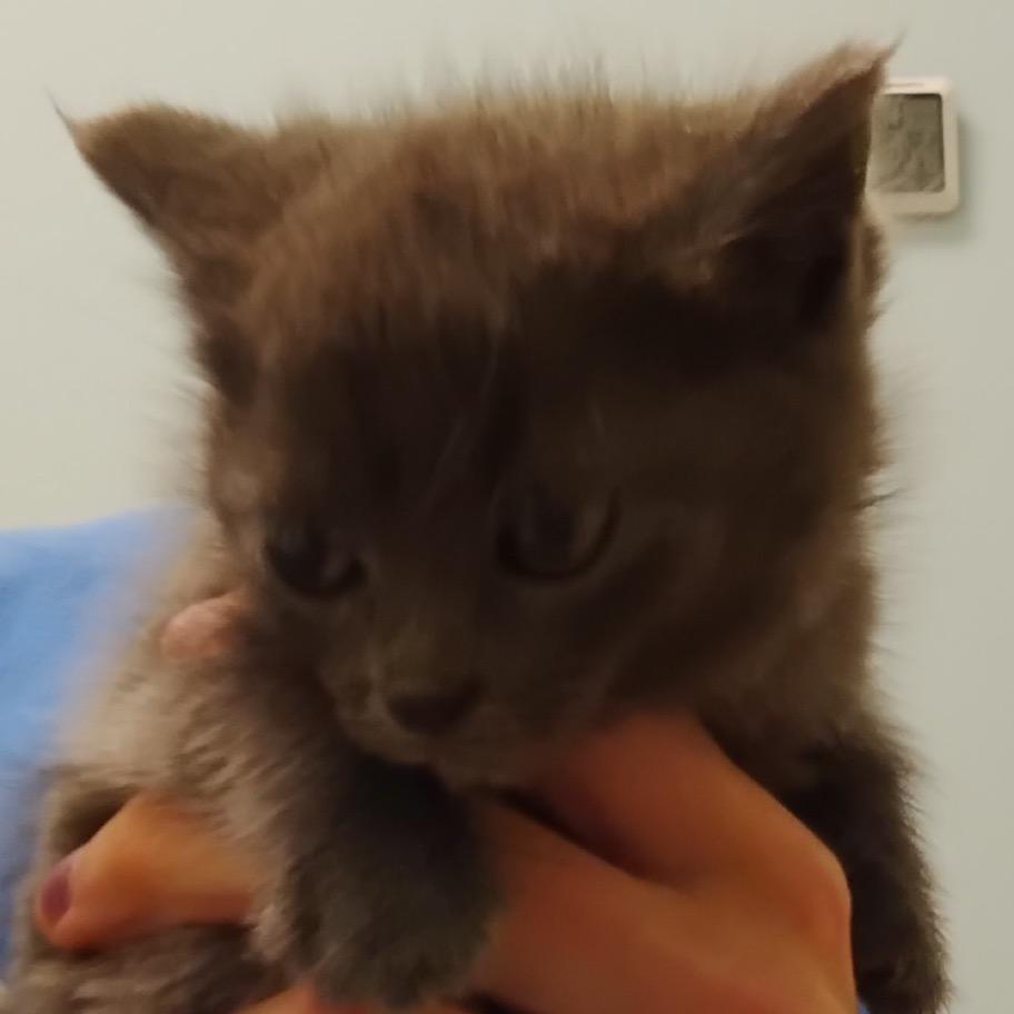 Enlarge Daffodil, a Adoptable Domestic Short Hair in Greensboro, GA image 2/5