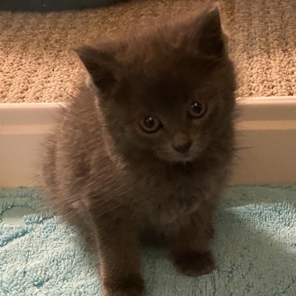 Enlarge Daffodil, a Adoptable Domestic Short Hair in Greensboro, GA image 3/5