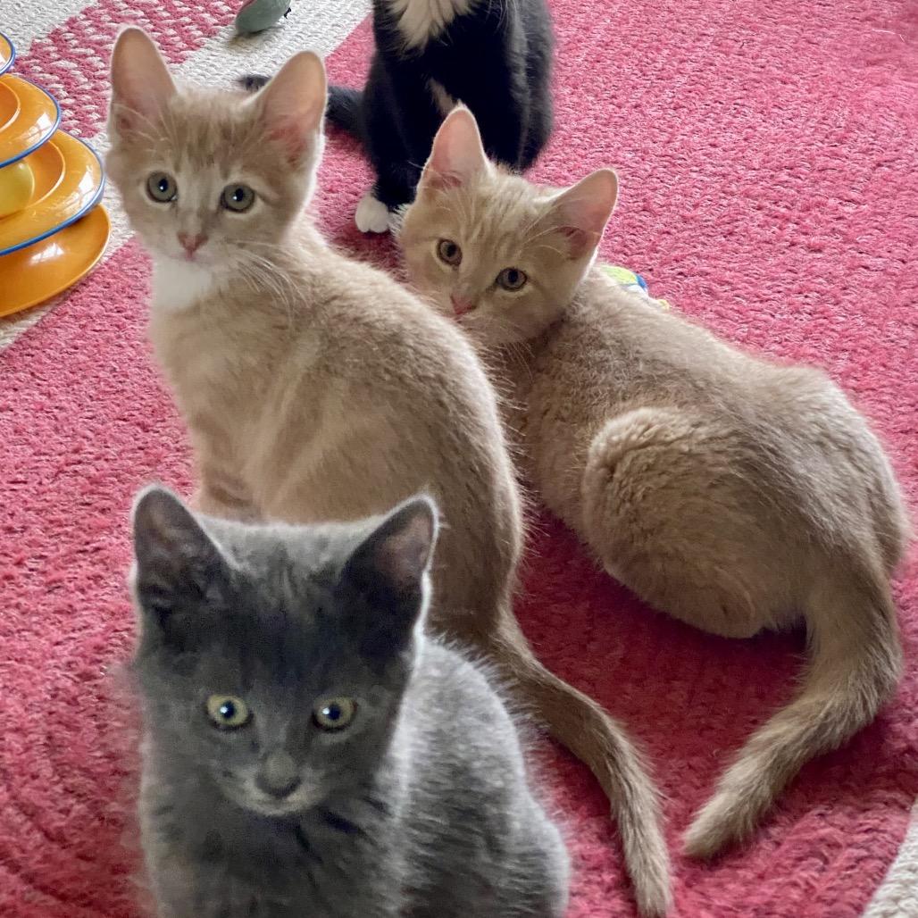 Enlarge Daffodil, a Adoptable Domestic Short Hair in Greensboro, GA image 4/5