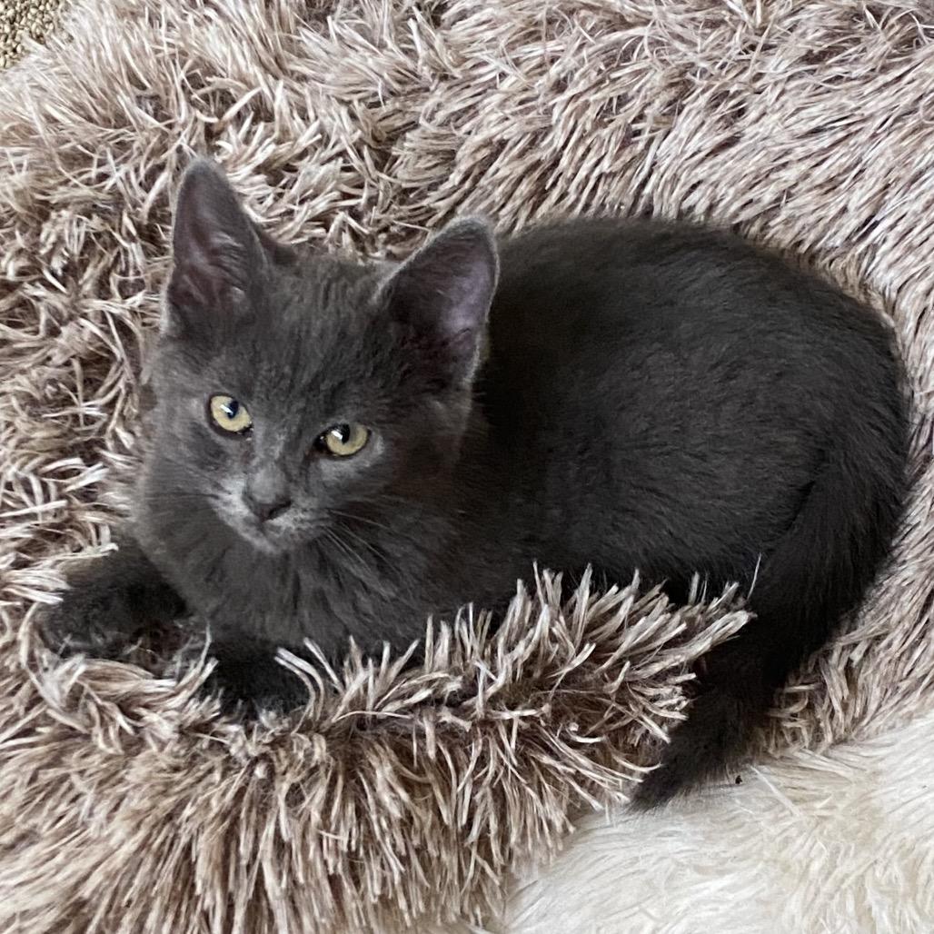 Enlarge Daffodil, a Adoptable Domestic Short Hair in Greensboro, GA image 5/5