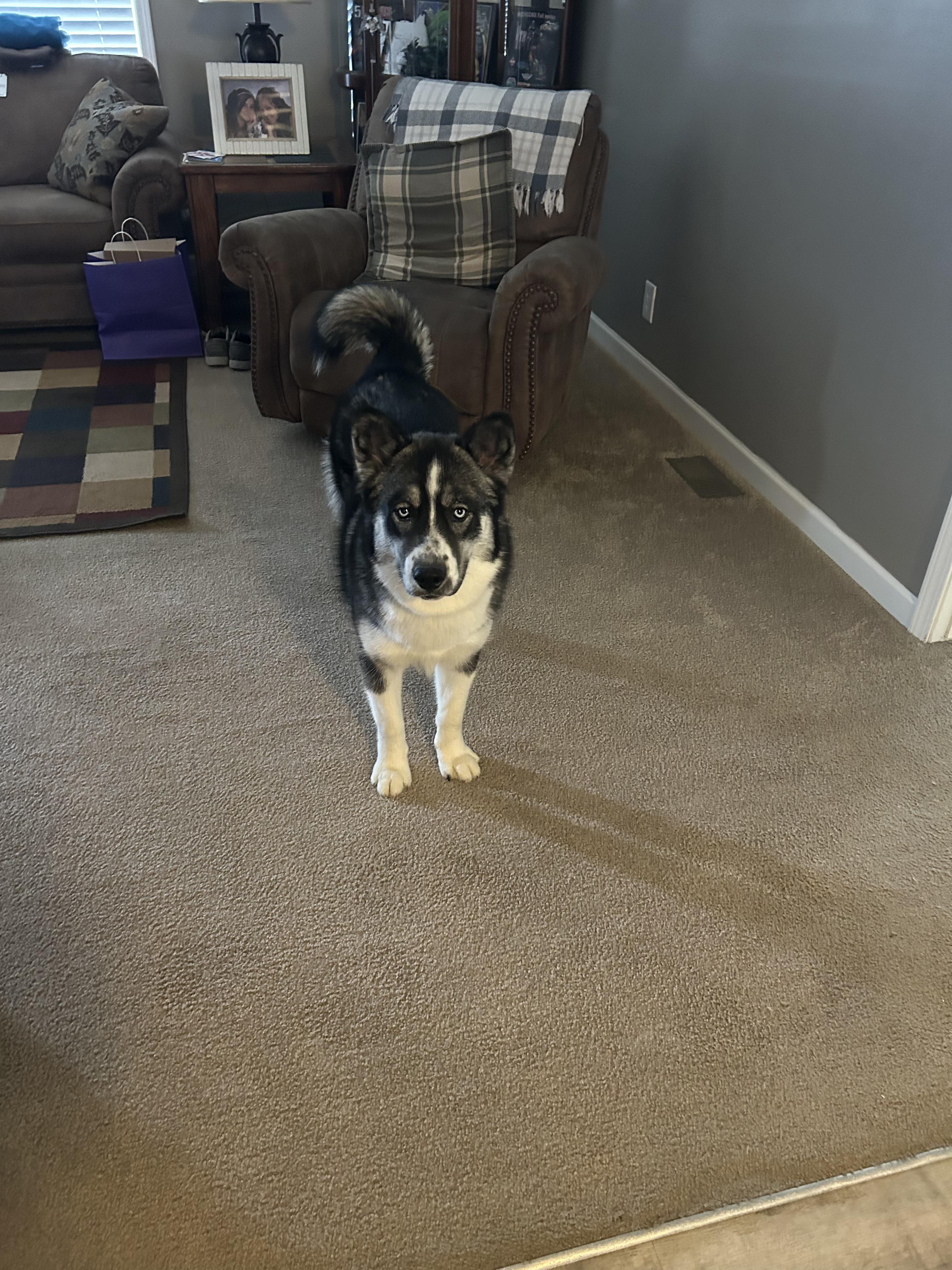 Blue, a Adoptable Siberian Husky in Macclesfield, NC image 1/4