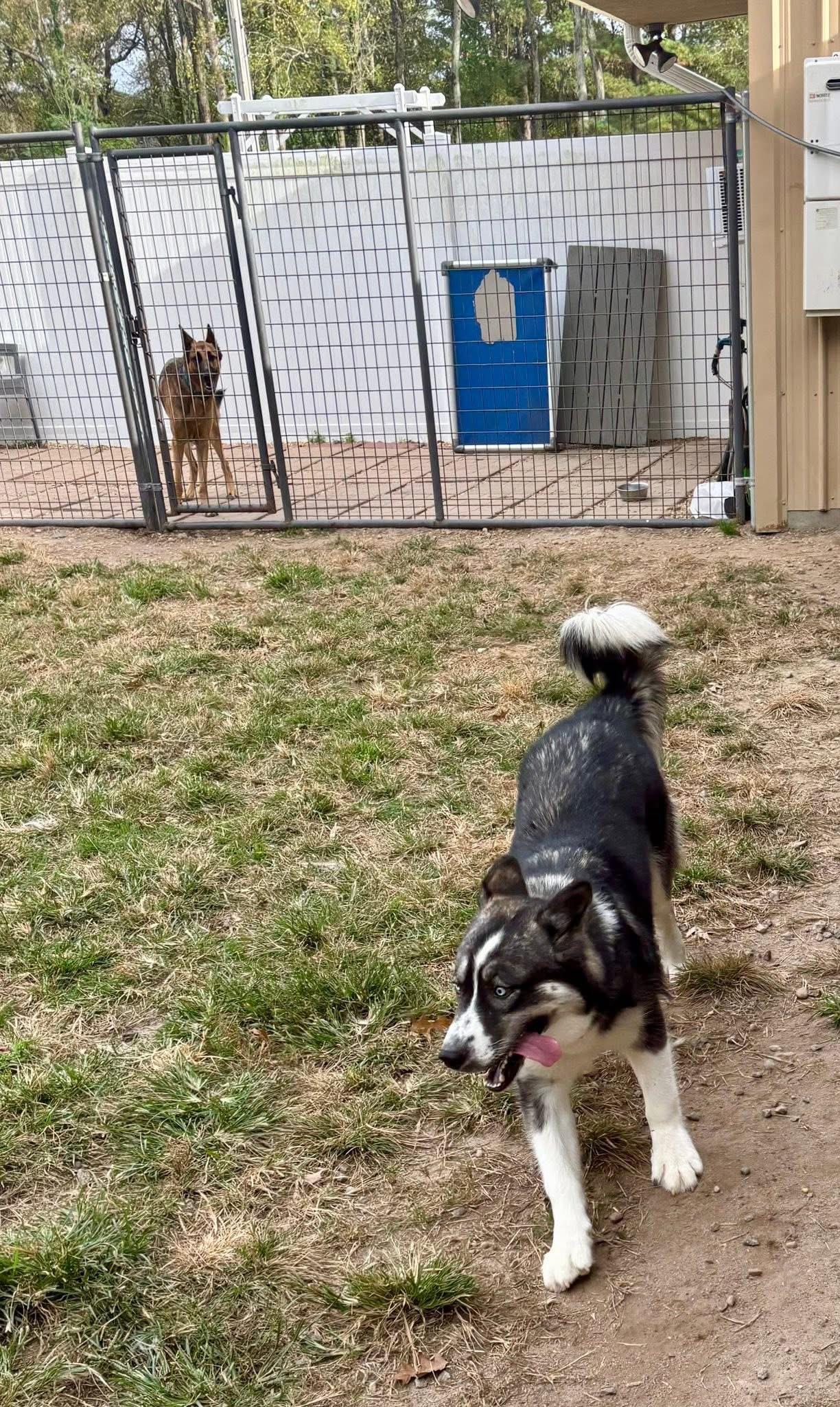 Blue, a Adoptable Siberian Husky in Macclesfield, NC image 3/4