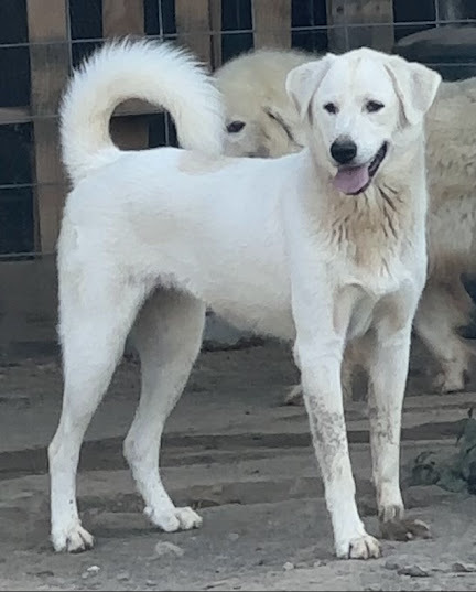 Oakleigh, Adoptable, Adult Female Great Pyrenees & Akbash.