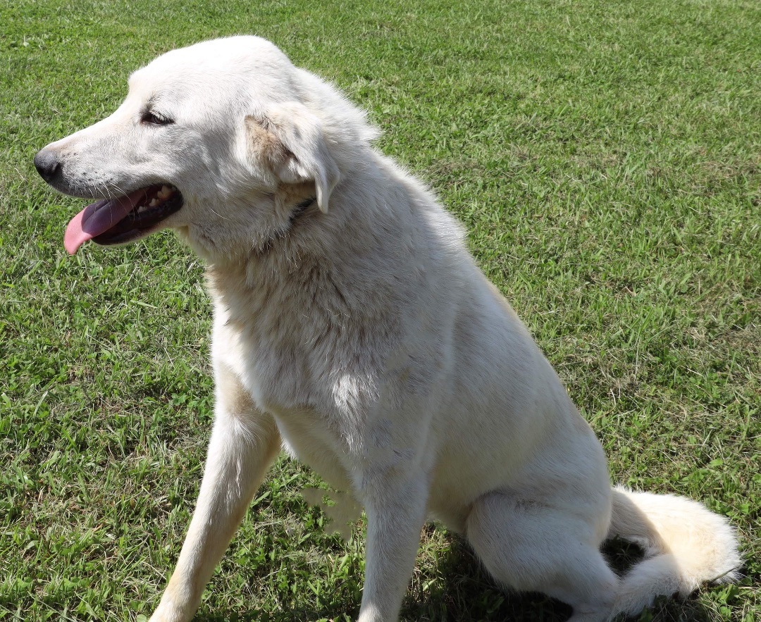 Oakleigh, an adoptable Great Pyrenees, Akbash in Guntersville, AL, 35976 | Photo Image 3