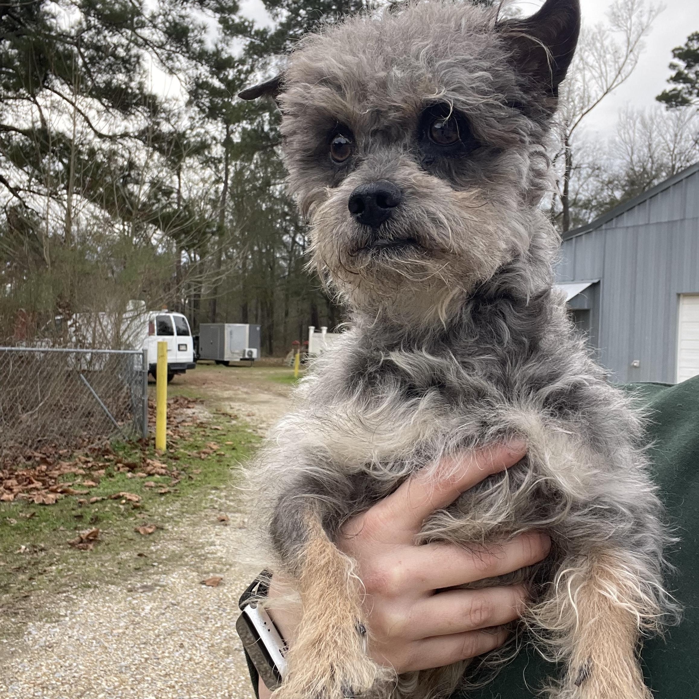 Enlarge Deogi, an adopted mixed breed in Baton Rouge, LA image 3/5