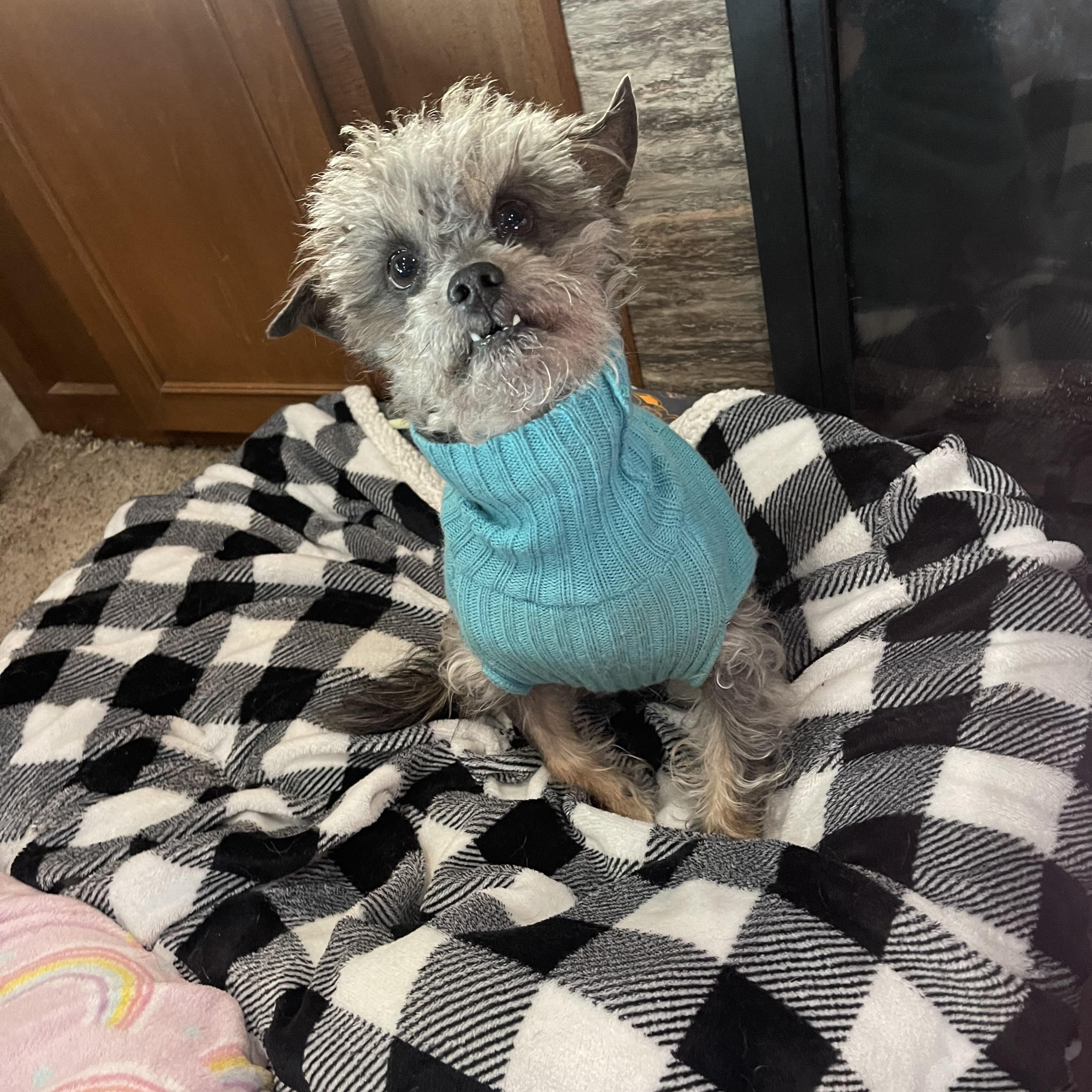 Enlarge Deogi, an adopted mixed breed in Baton Rouge, LA image 1/5