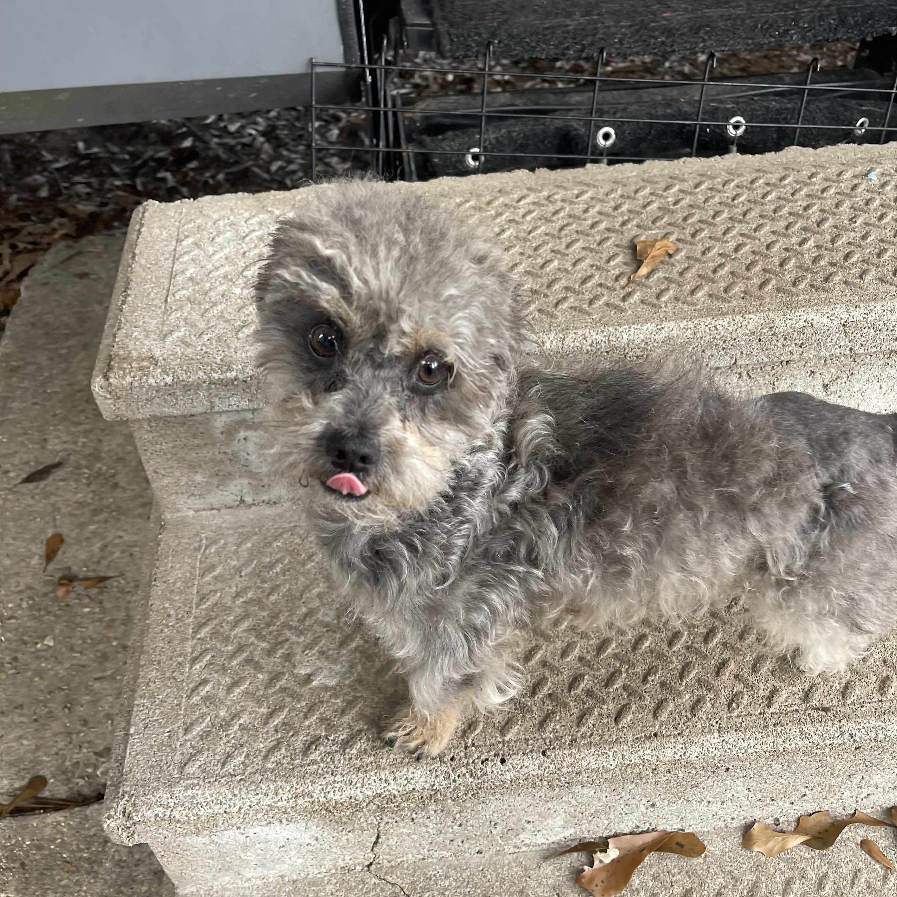 Enlarge Deogi, an adopted mixed breed in Baton Rouge, LA image 5/5