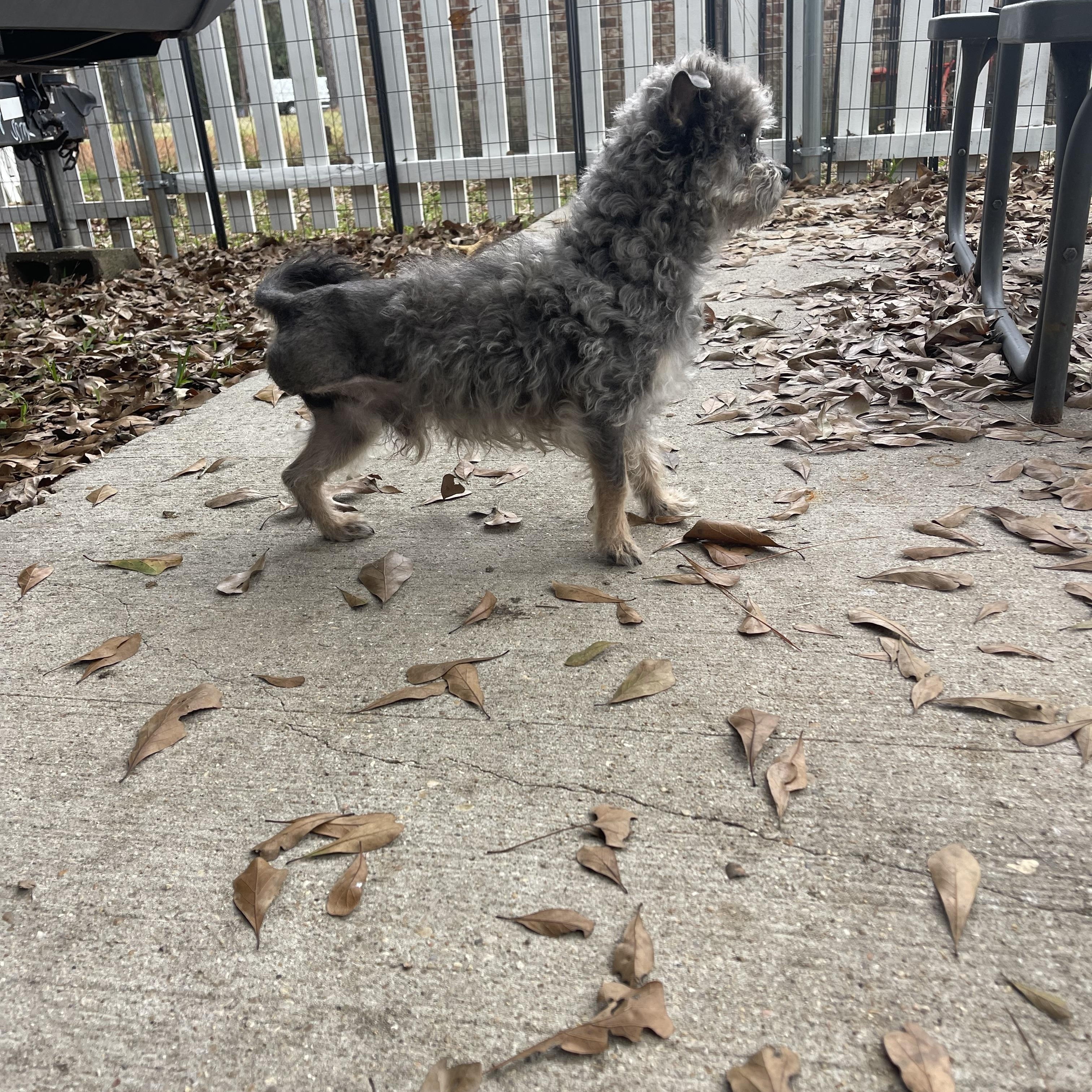 Enlarge Deogi, an adopted mixed breed in Baton Rouge, LA image 4/5