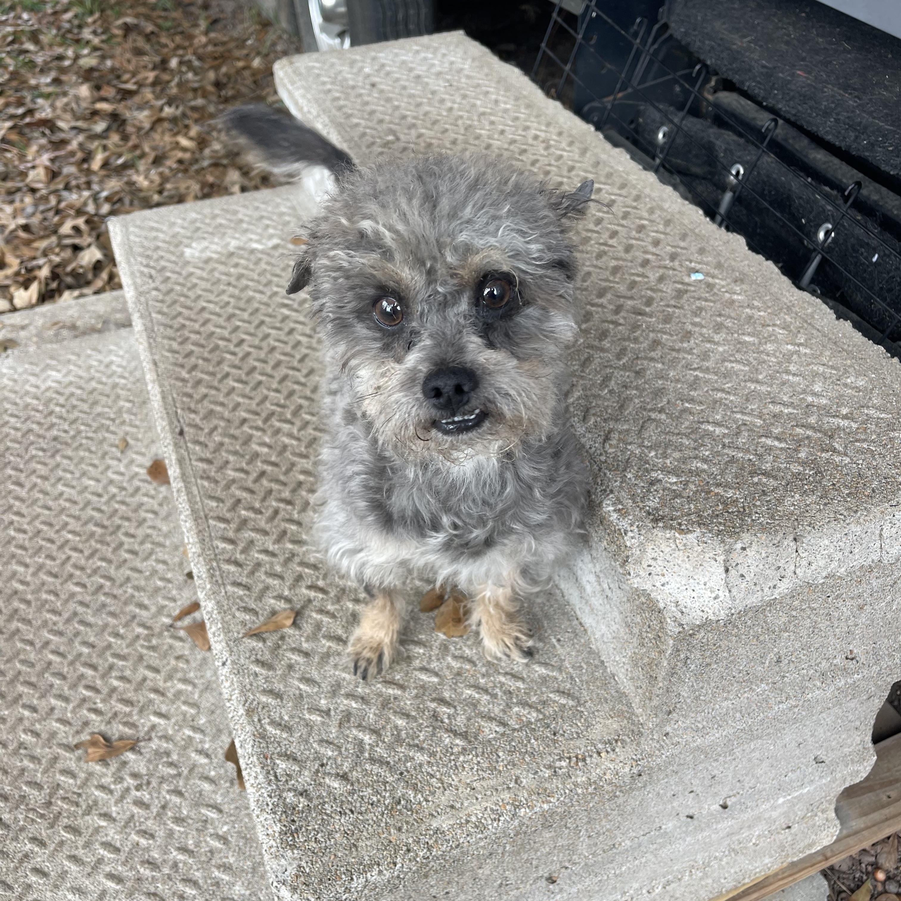 Enlarge Deogi, an adopted mixed breed in Baton Rouge, LA image 2/5