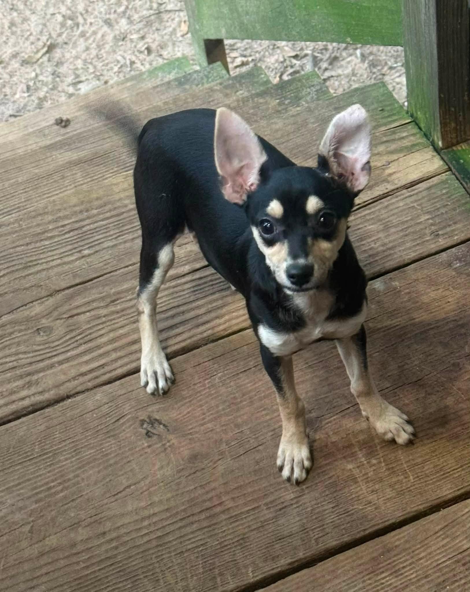 Yana, a ADOPTABLE mixed breed in Navarre, FL image 1/2