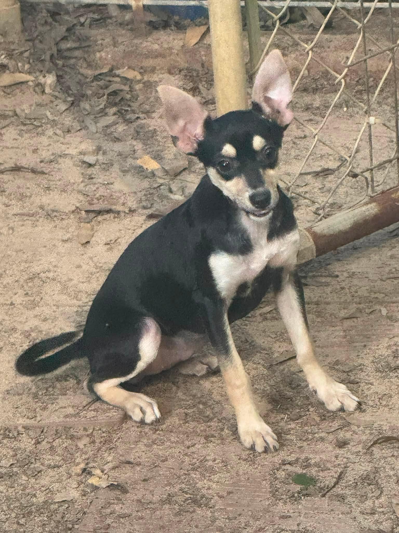 Yana, a ADOPTABLE mixed breed in Navarre, FL image 2/2