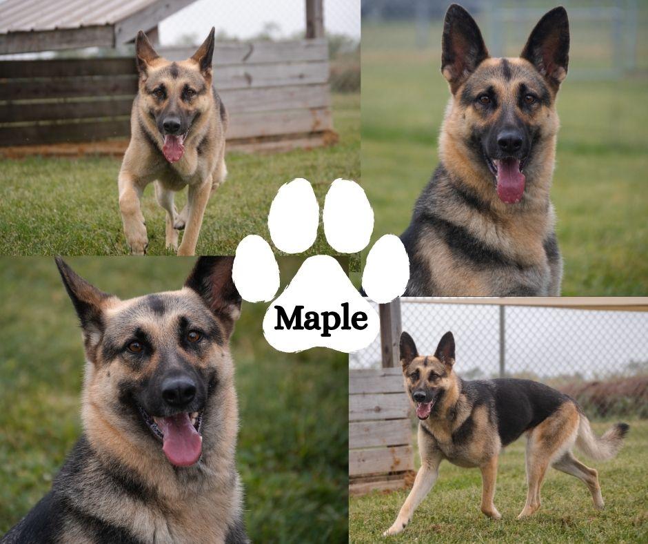 Enlarge Maple, a Adoptable mixed breed in Albany, NY image 3/3