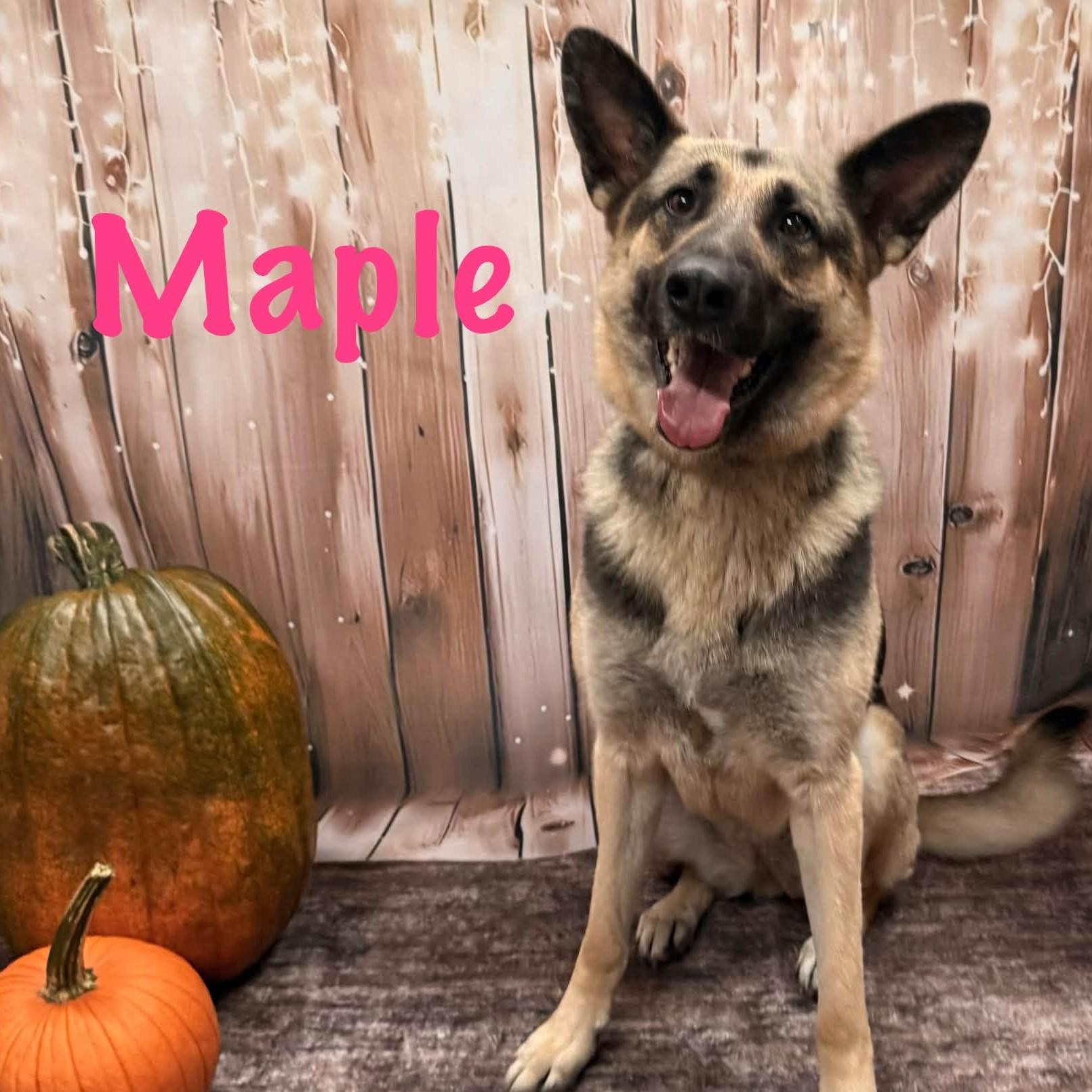 Enlarge Maple, a Adoptable mixed breed in Albany, NY image 1/3