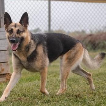Enlarge Maple, a Adoptable mixed breed in Albany, NY image 2/3