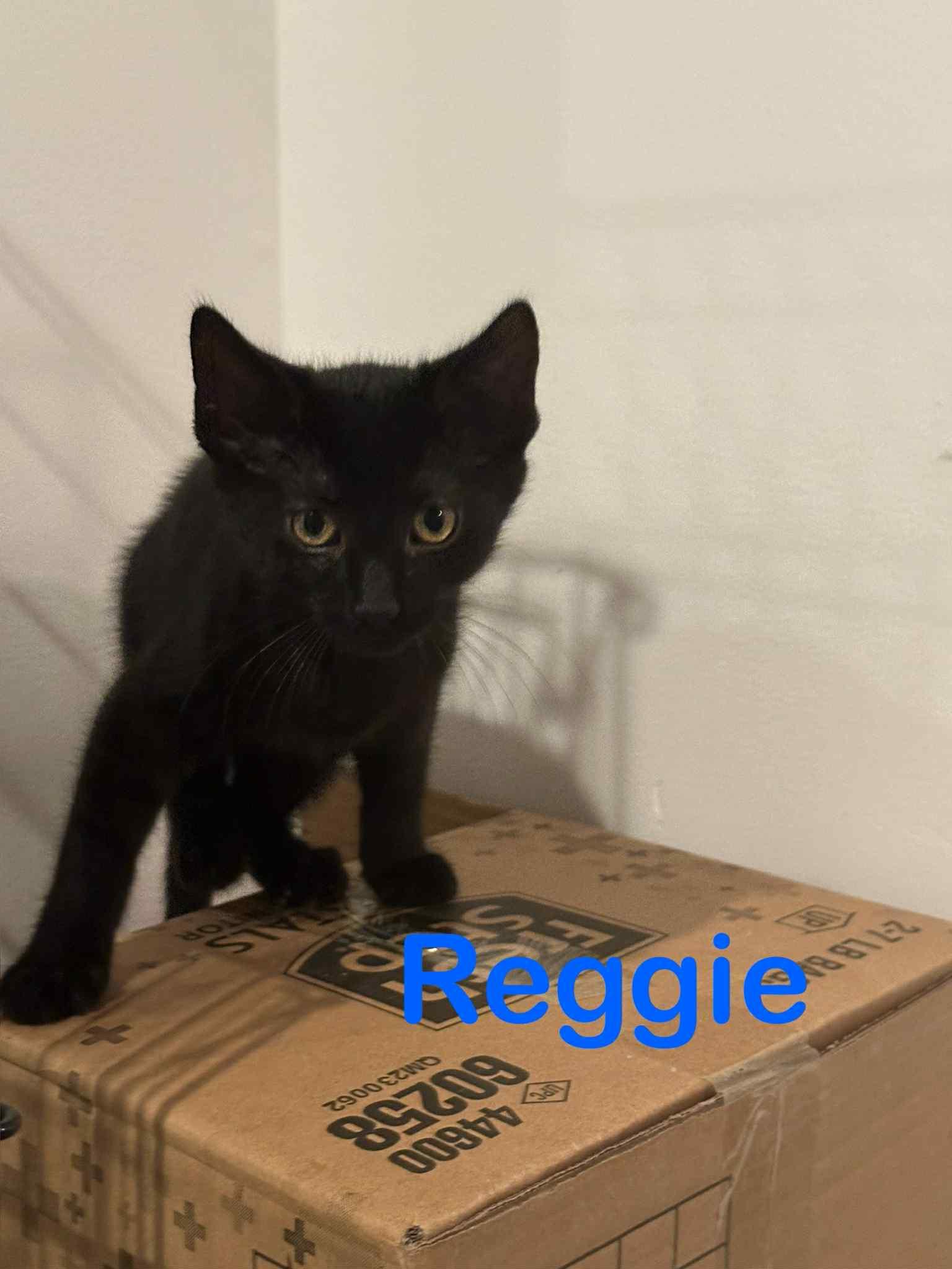 Reggie, Adoptable, Kitten Male Domestic Short Hair.