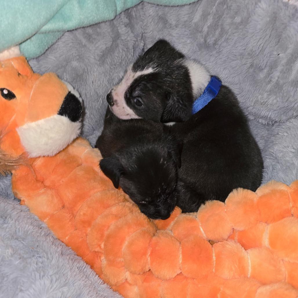 Prancer, Adoptable, Puppy Male Mixed Breed.