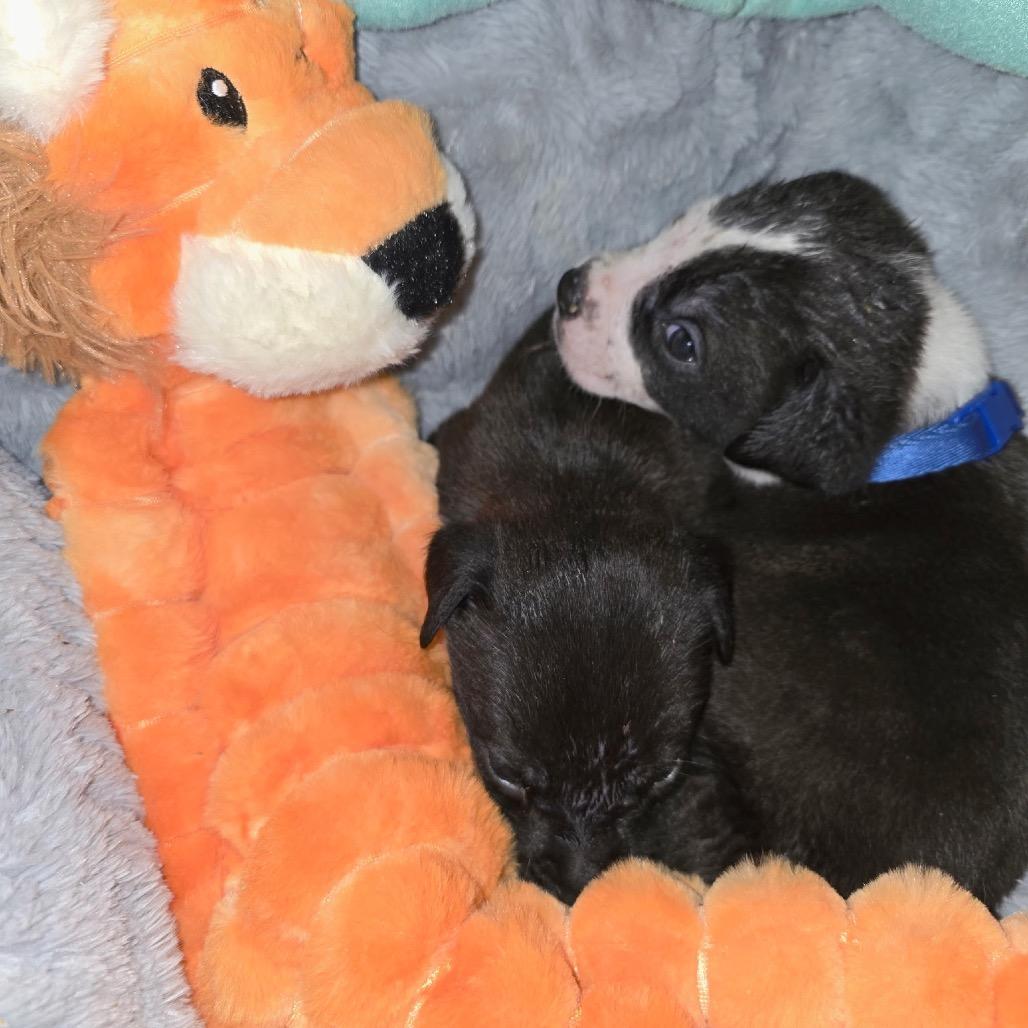 Prancer, Adoptable, Puppy Male Mixed Breed.