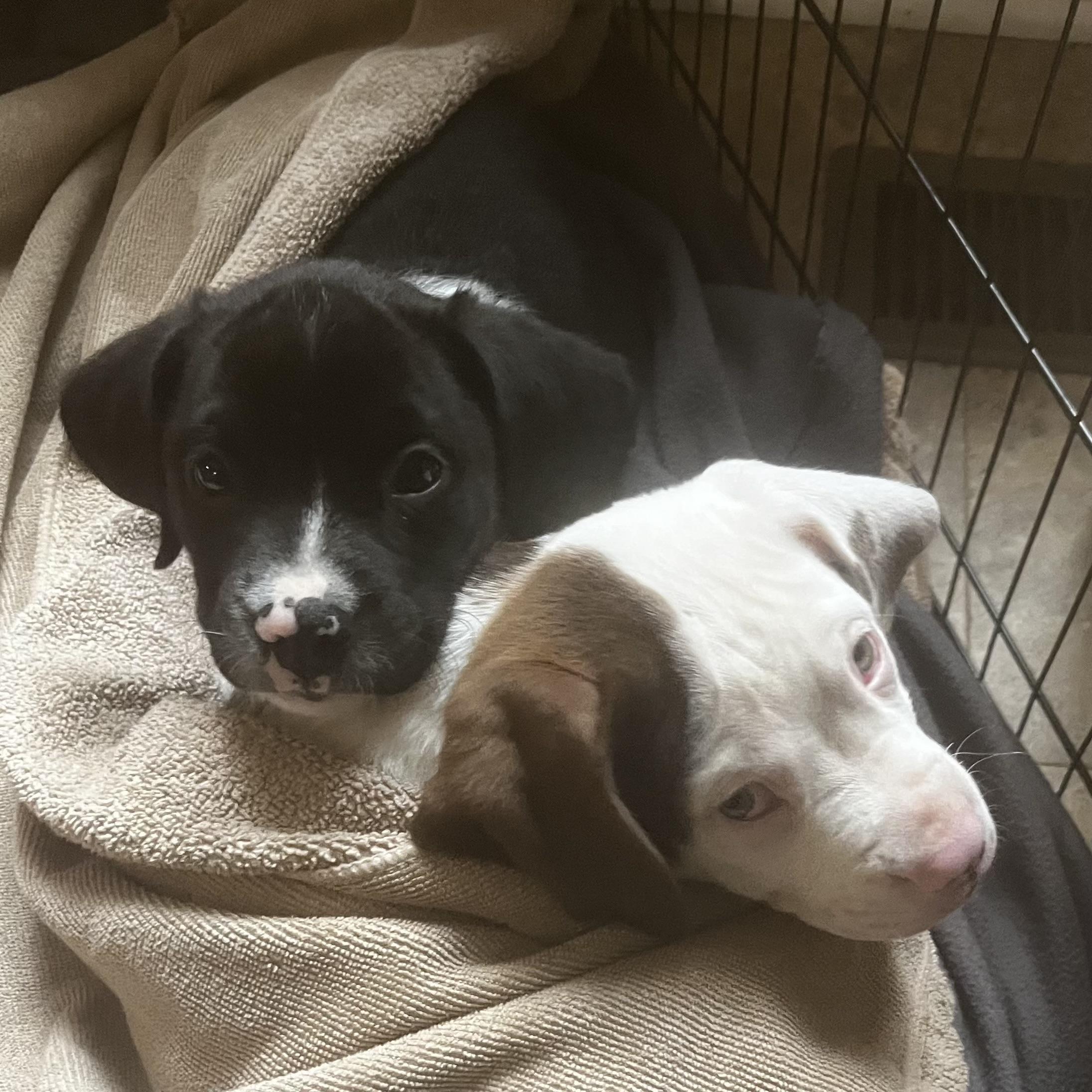 Annapolis, a Adoptable mixed breed in Ellicott City, MD image 5/6