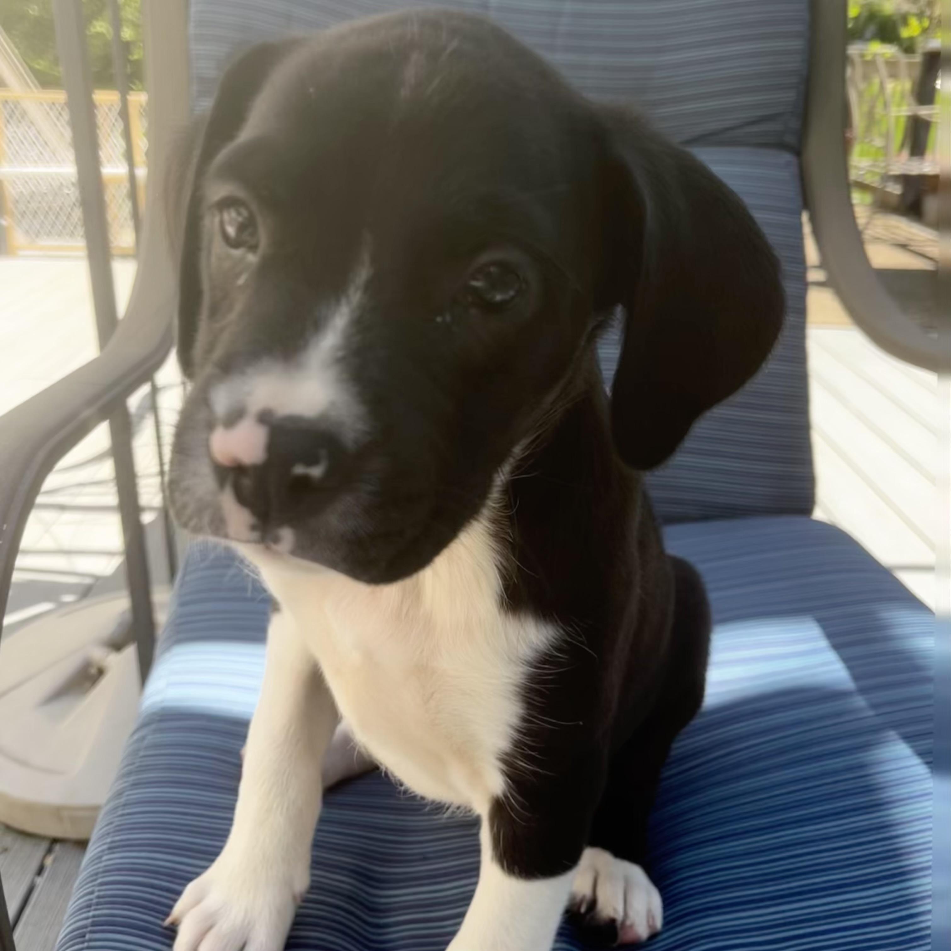 Annapolis, a Adoptable mixed breed in Ellicott City, MD image 4/6