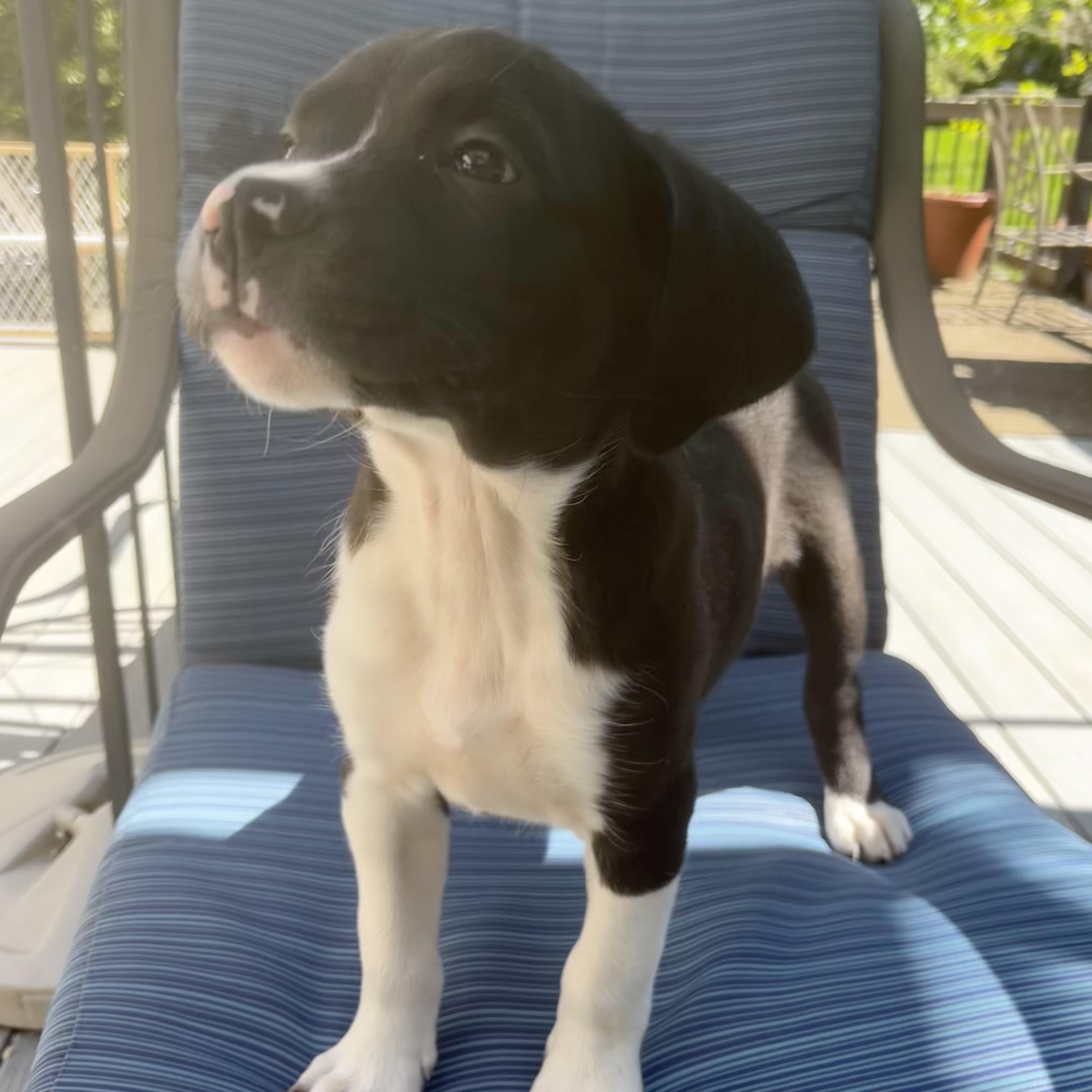 Annapolis, a Adoptable mixed breed in Ellicott City, MD image 2/6