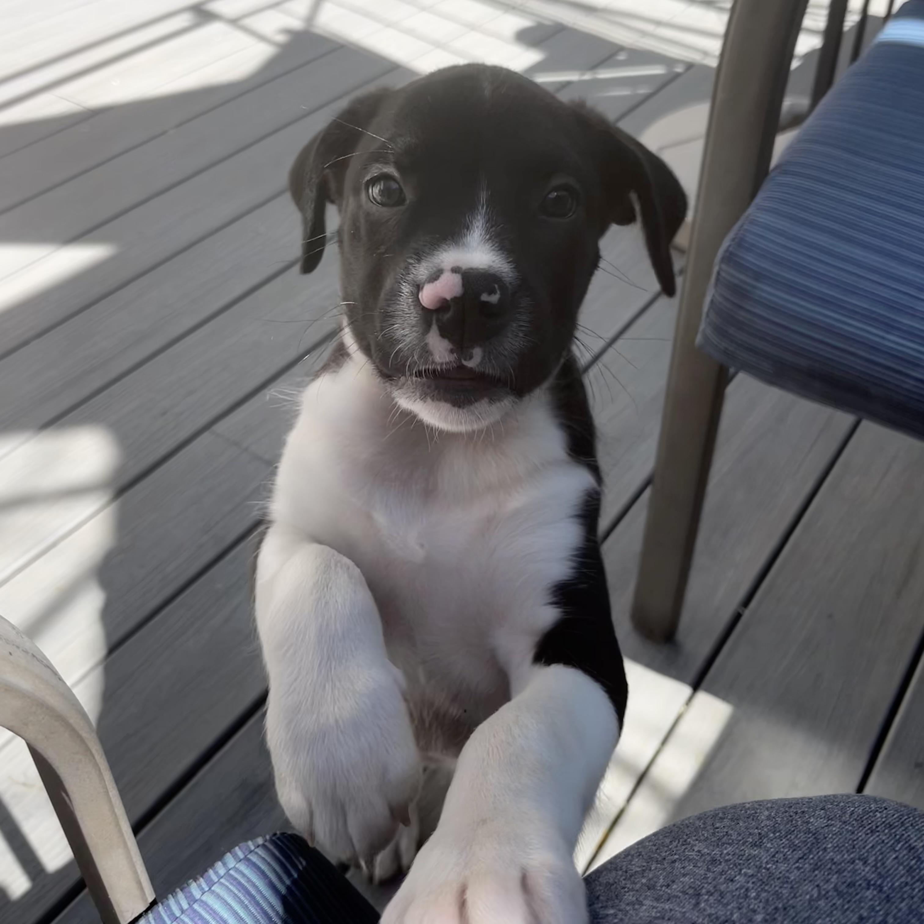 Annapolis, a Adoptable mixed breed in Ellicott City, MD image 6/6