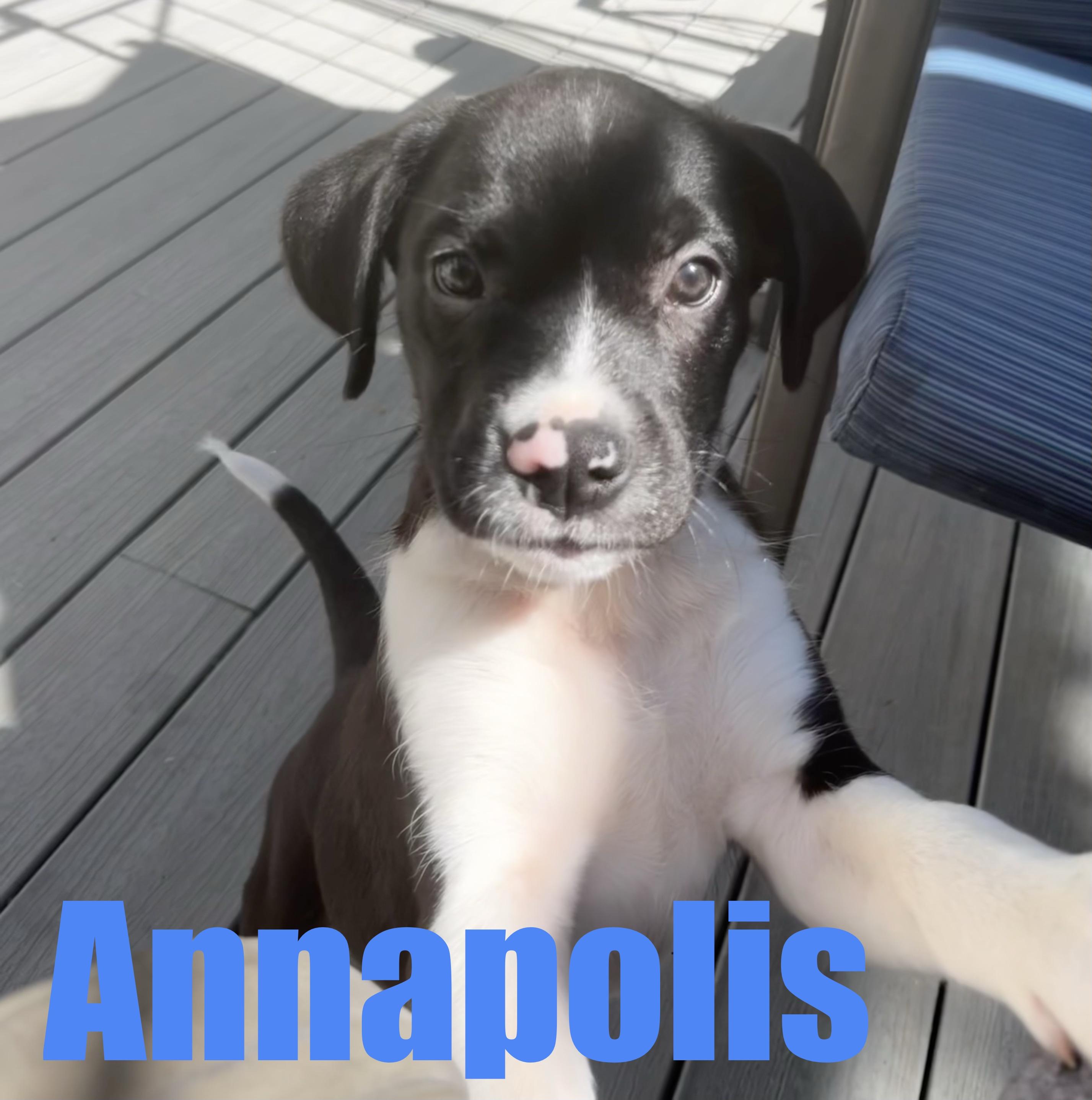 Annapolis, a Adoptable mixed breed in Ellicott City, MD image 1/6