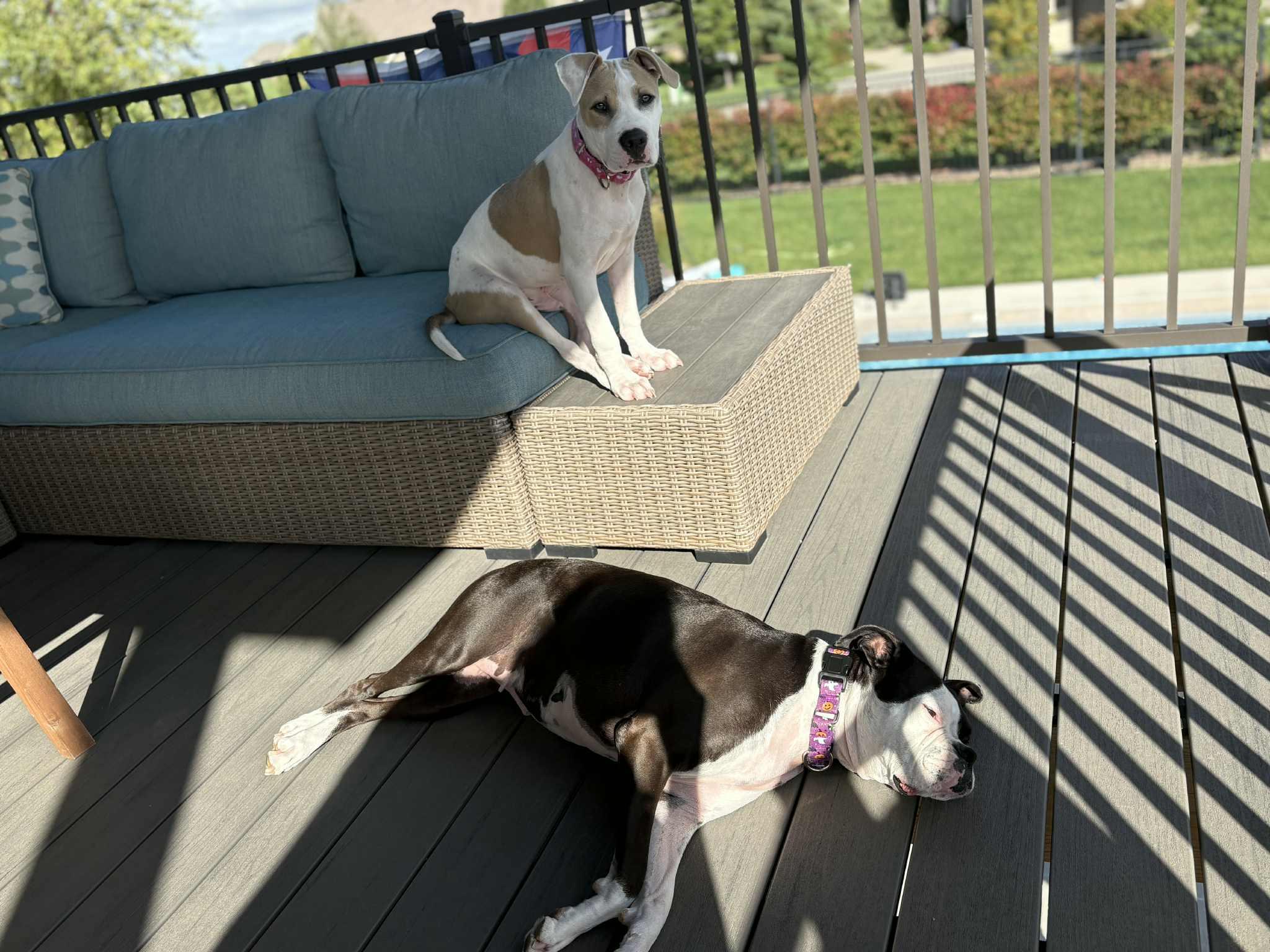 Teddy, Adoptable, Young Male Mixed Breed.