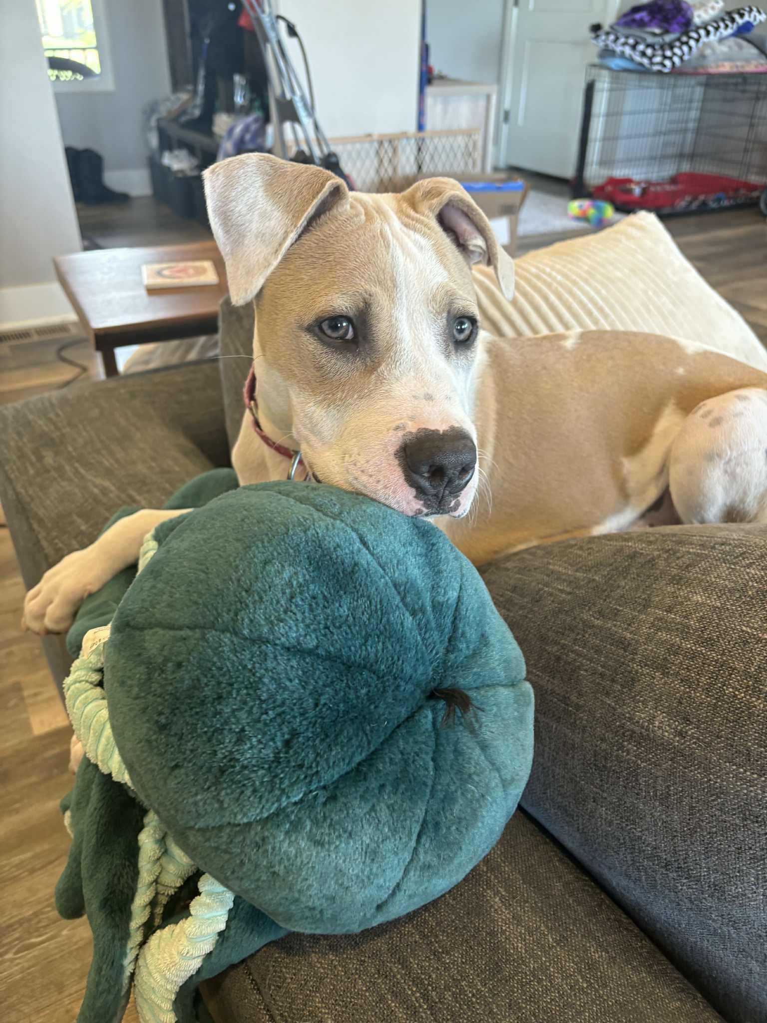 Enlarge Teddy, a Adoptable mixed breed in Omaha, NE image 2/5