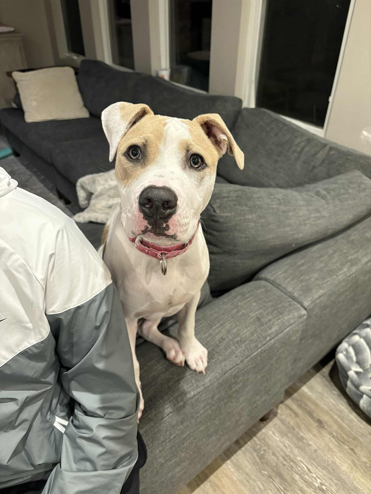 Enlarge Teddy, a Adoptable mixed breed in Omaha, NE image 3/5