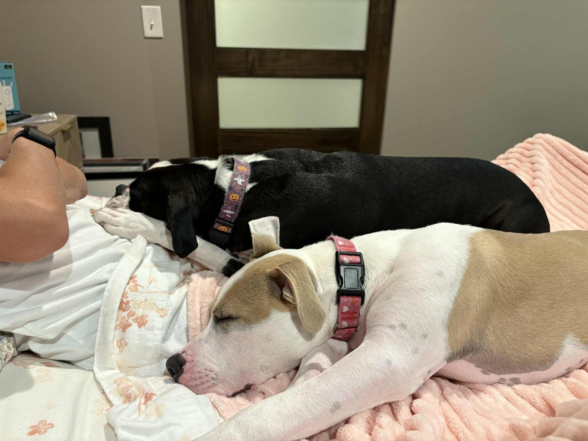 Enlarge Teddy, a Adoptable mixed breed in Omaha, NE image 4/5