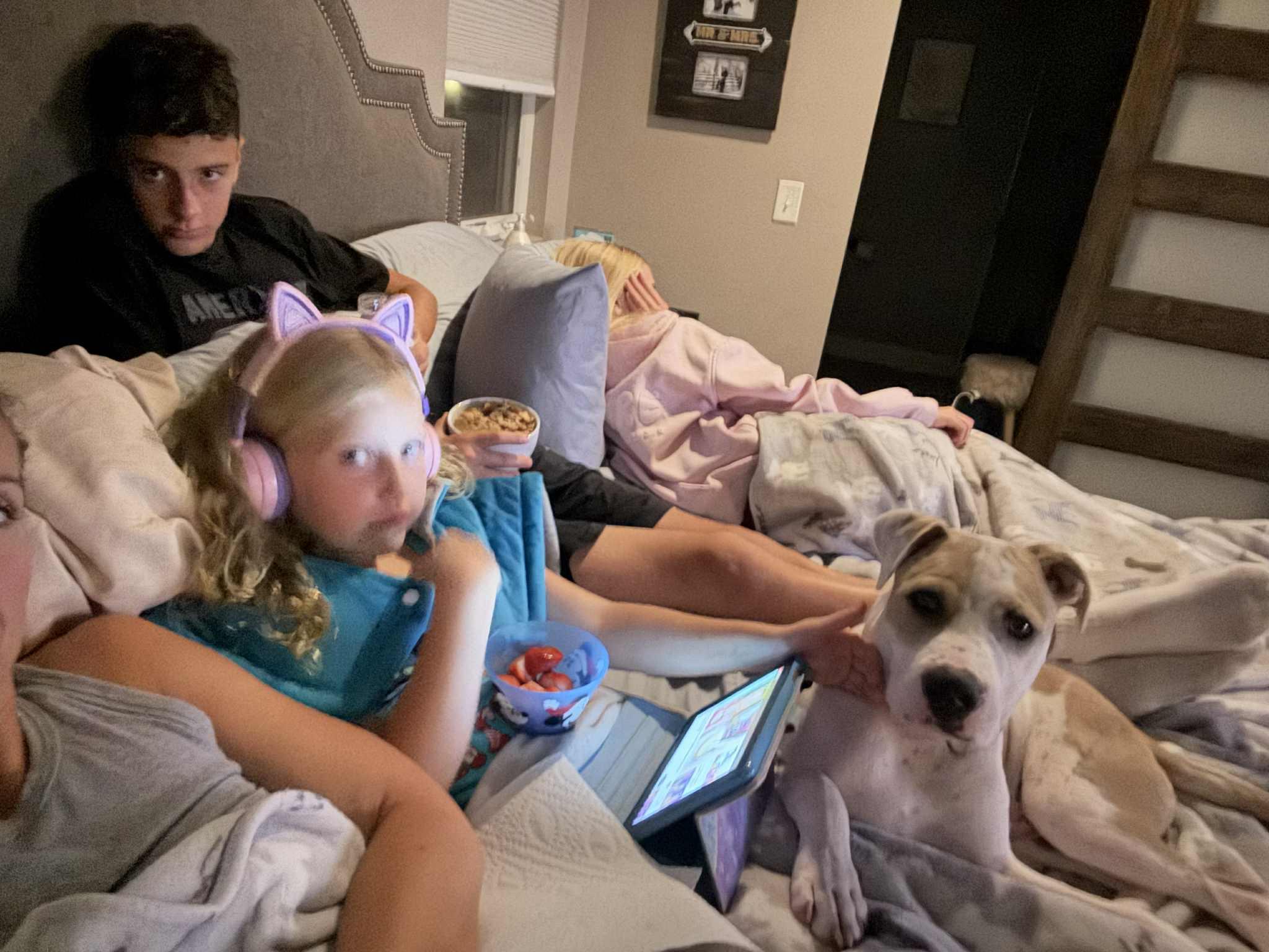 Enlarge Teddy, a Adoptable mixed breed in Omaha, NE image 5/5