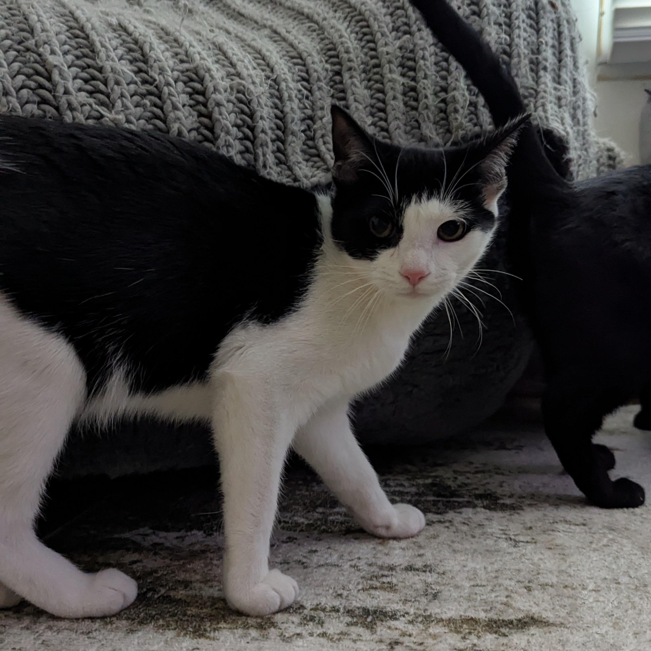 Wilson, a ADOPTABLE Domestic Short Hair in Mississippi State, MS image 1/5