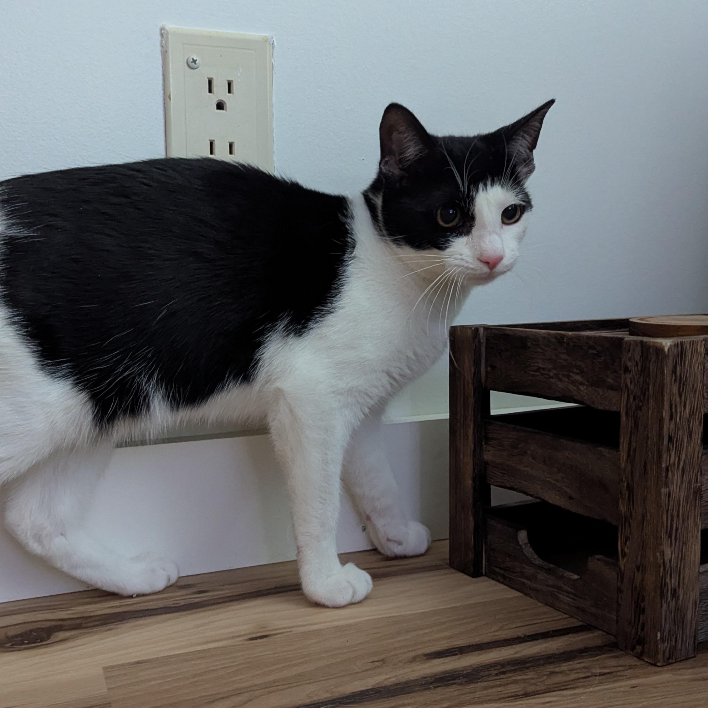 Wilson, a ADOPTABLE Domestic Short Hair in Mississippi State, MS image 4/5