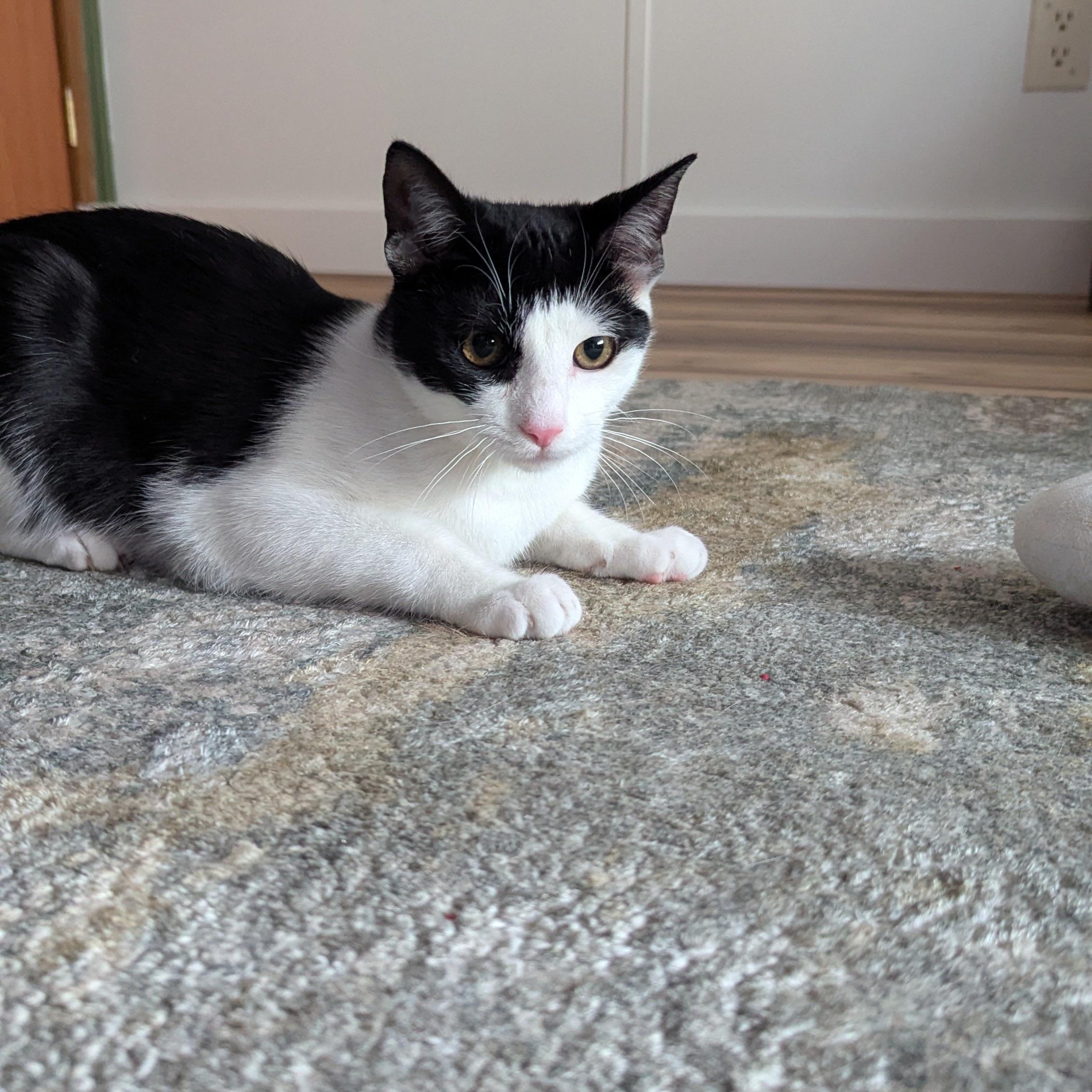 Wilson, a ADOPTABLE Domestic Short Hair in Mississippi State, MS image 2/5