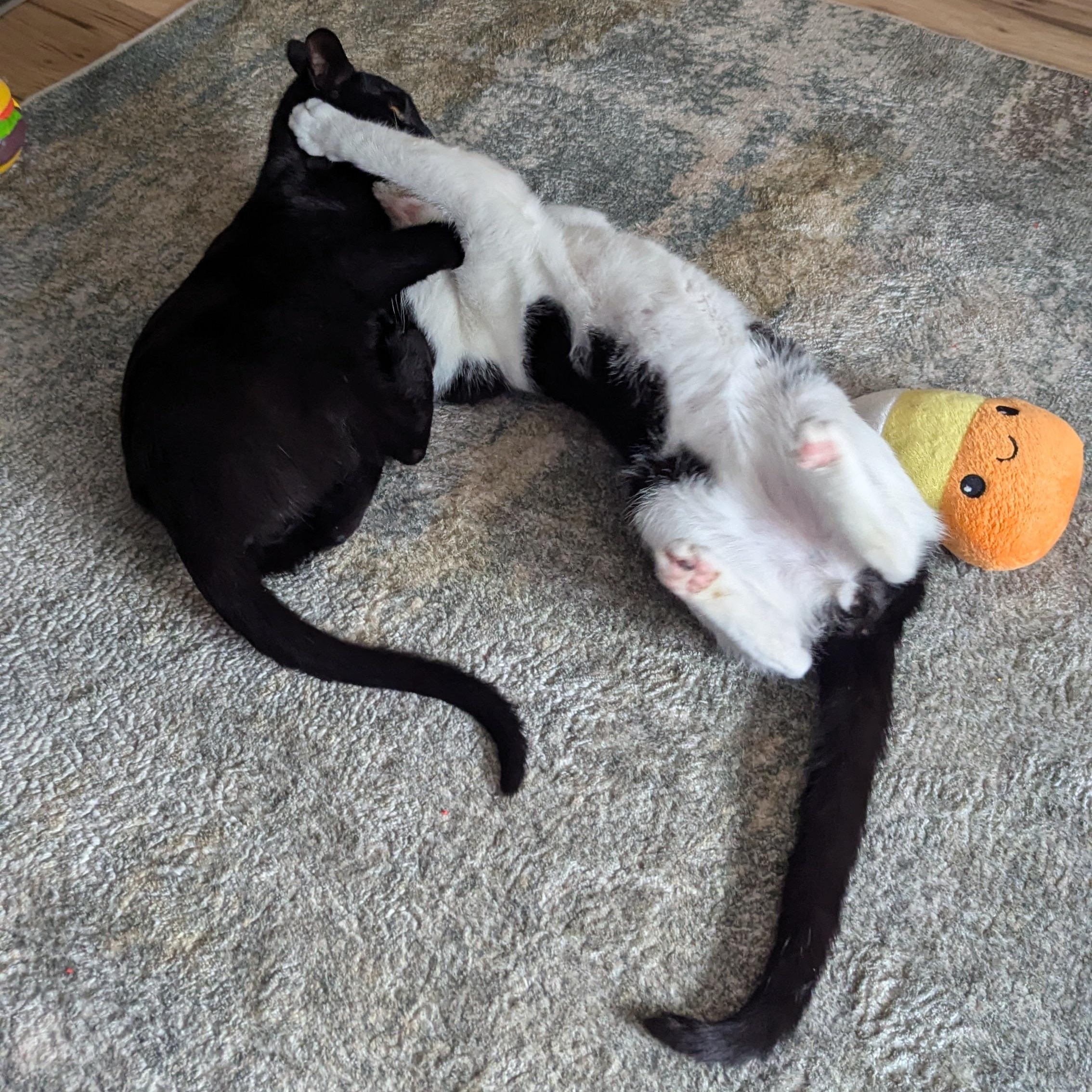 Wilson, a ADOPTABLE Domestic Short Hair in Mississippi State, MS image 3/5