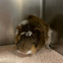 Enlarge Dill and Gherkin, a ADOPTABLE mixed breed in Bellingham, WA image 3/4