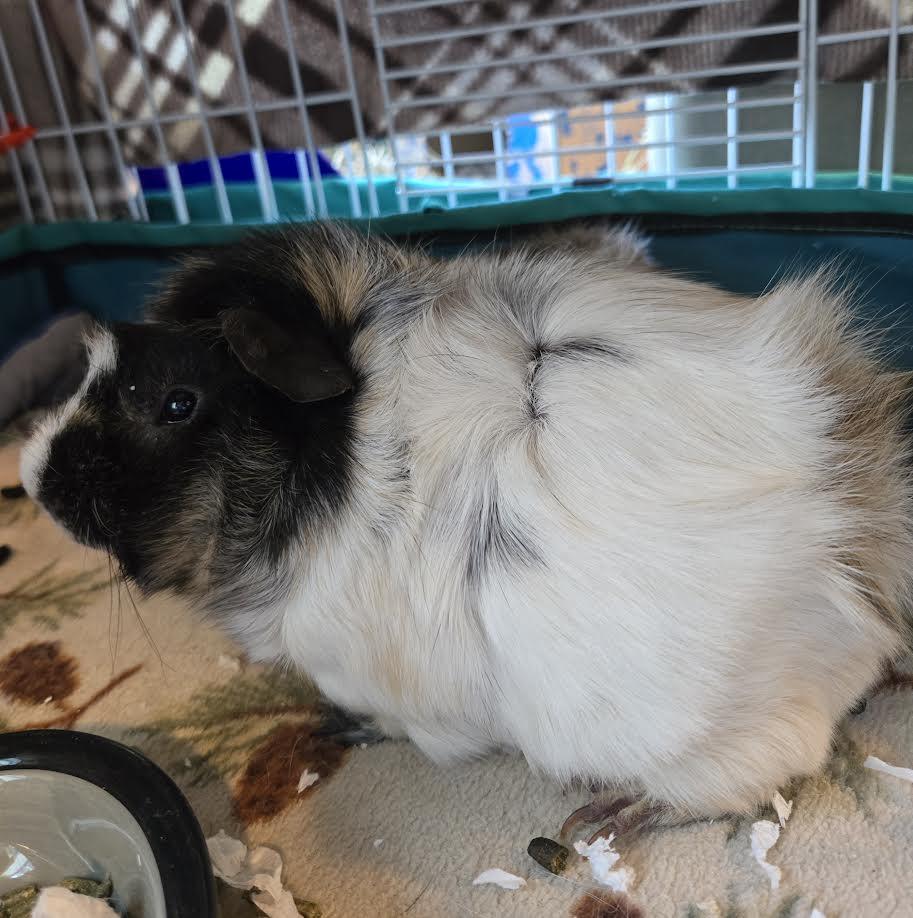 Enlarge Dill and Gherkin, a ADOPTABLE mixed breed in Bellingham, WA image 2/4