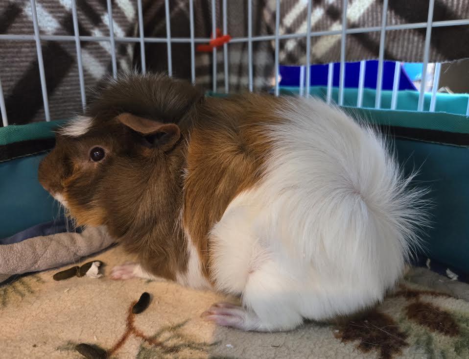 Dill and Gherkin, ADOPTABLE, Young Male Abyssinian.