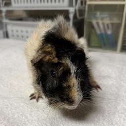 Enlarge Dill and Gherkin, a ADOPTABLE mixed breed in Bellingham, WA image 4/4