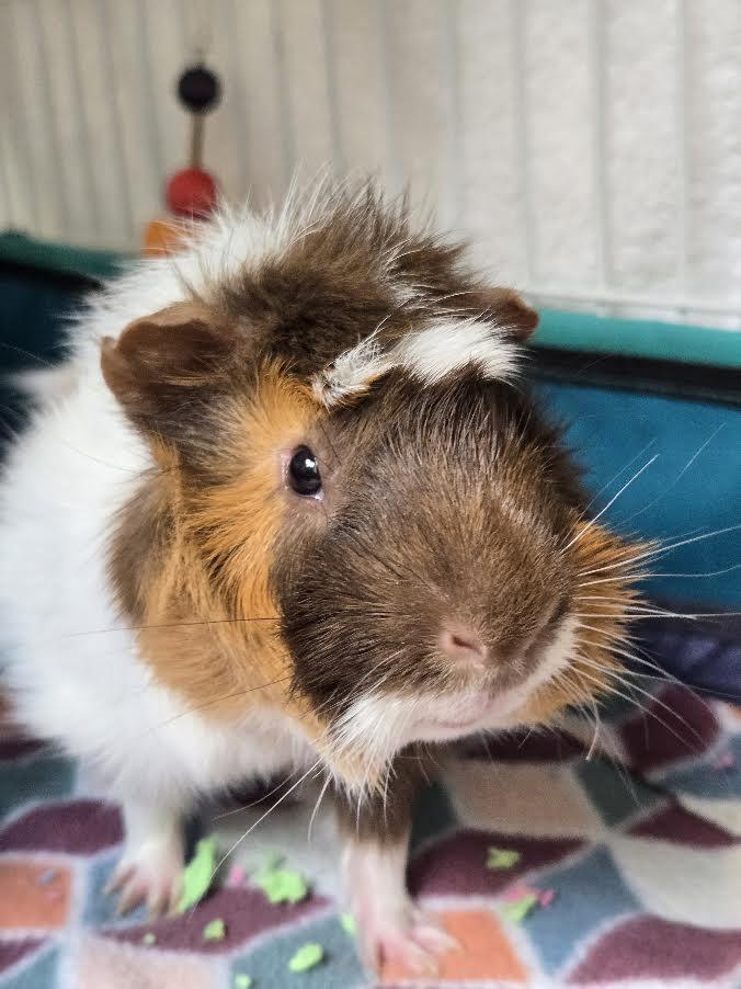 Jimothy McGherkin, a ADOPTABLE mixed breed in Bellingham, WA image 2/4