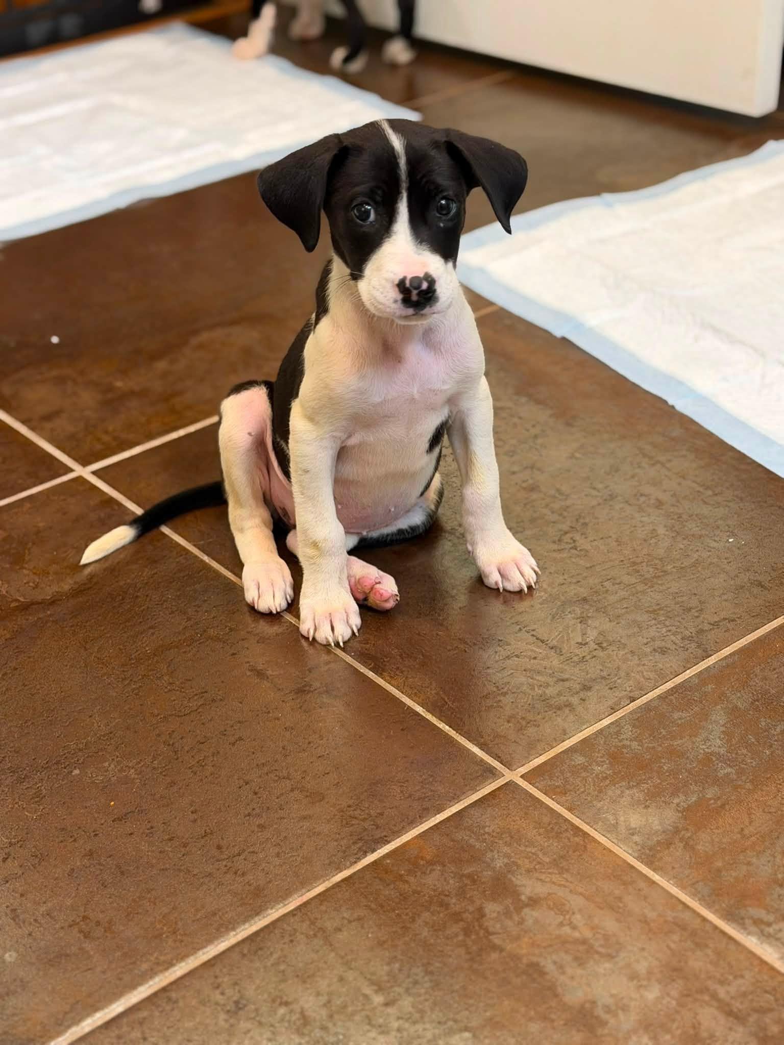 Cannoli, a ADOPTABLE mixed breed in Riverdale, NJ image 1/3