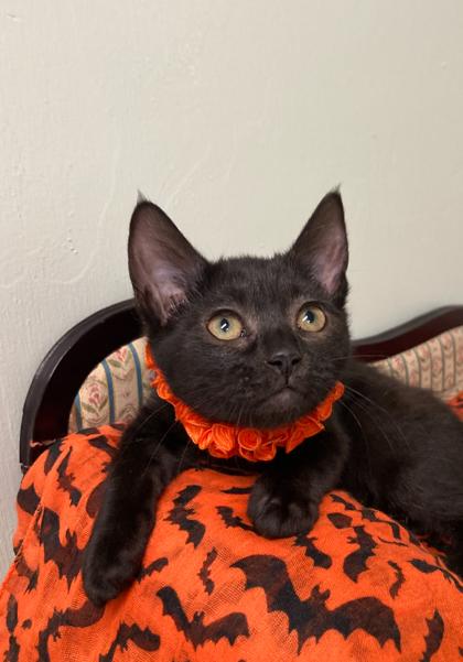 Enlarge She Hulk, a Adoptable Domestic Short Hair in Picayune, MS image 1/3