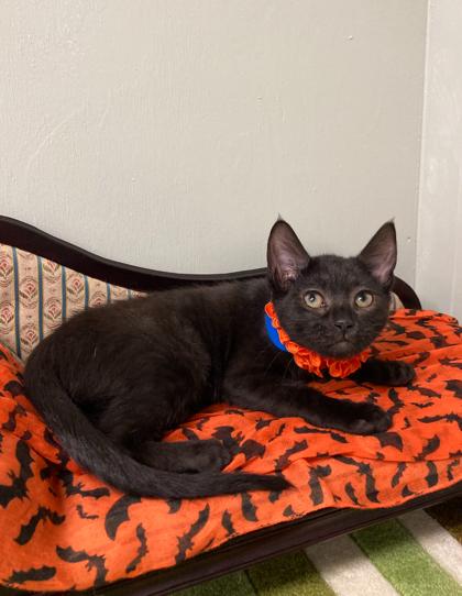 Enlarge She Hulk, a Adoptable Domestic Short Hair in Picayune, MS image 2/3