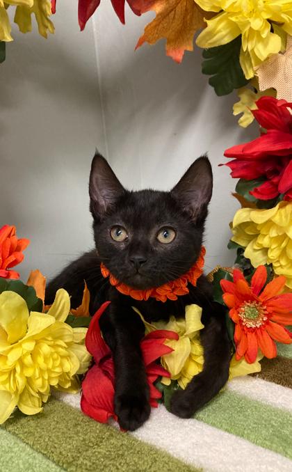 Enlarge She Hulk, a Adoptable Domestic Short Hair in Picayune, MS image 3/3