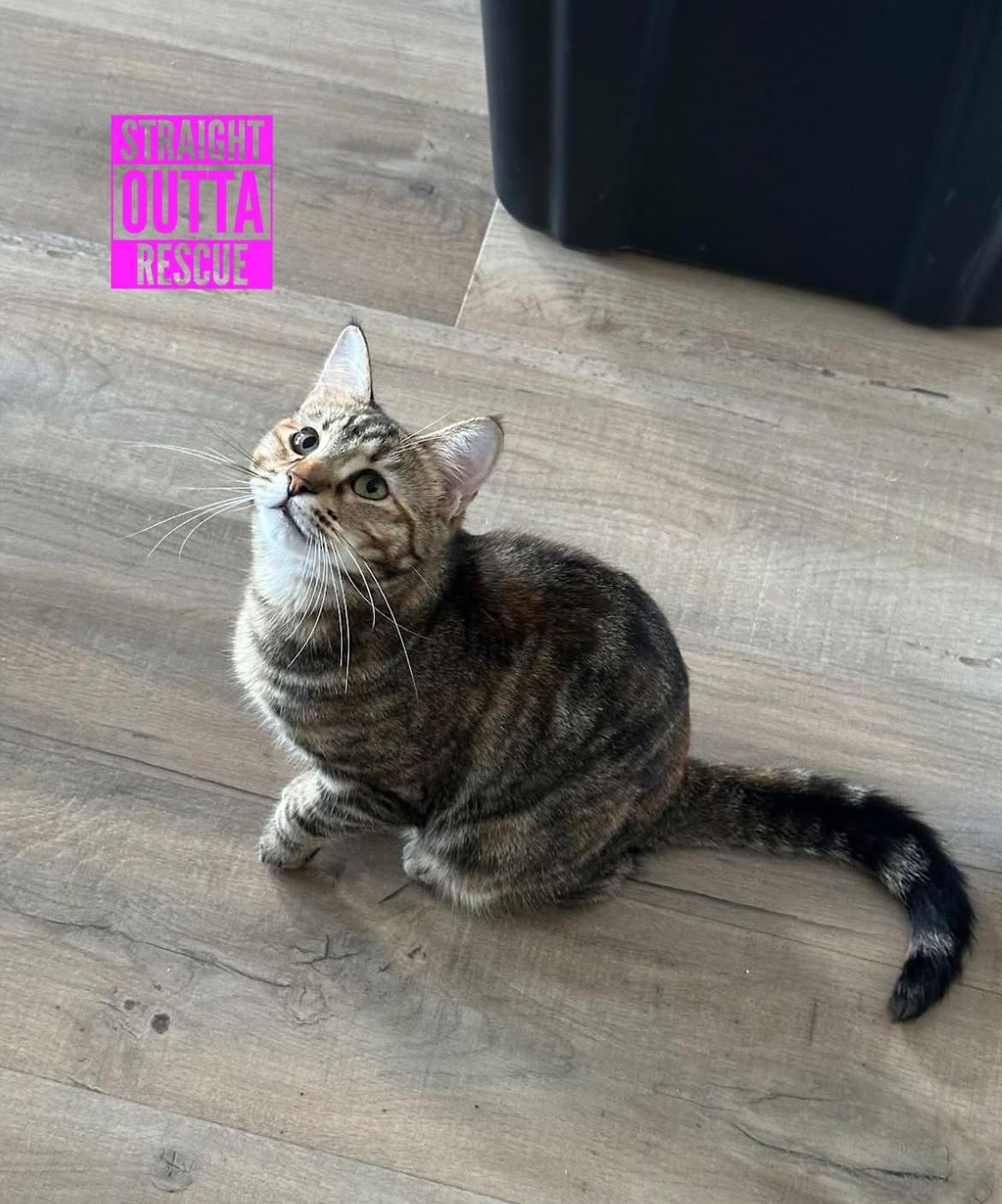 Minnow - New Bio and Photos*, a Adoptable Tabby in Vancouver, BC image 2/6