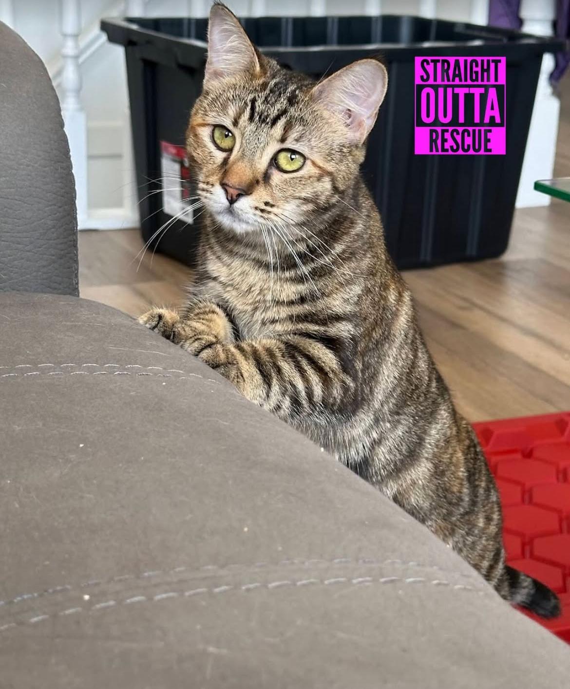 Minnow - New Bio and Photos*, a Adoptable Tabby in Vancouver, BC image 4/6